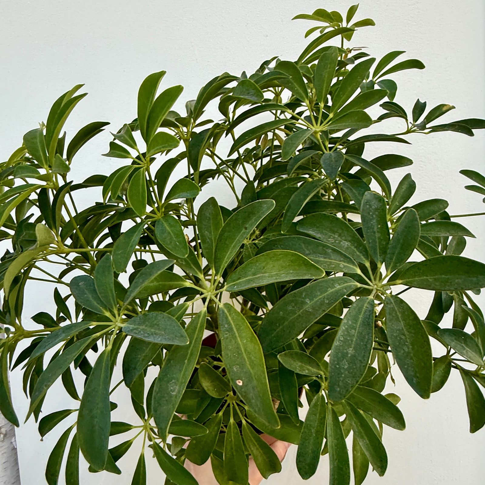 Umbrella Tree 'Arboricola' (Heptapleurum arboricola) - 6" Pot