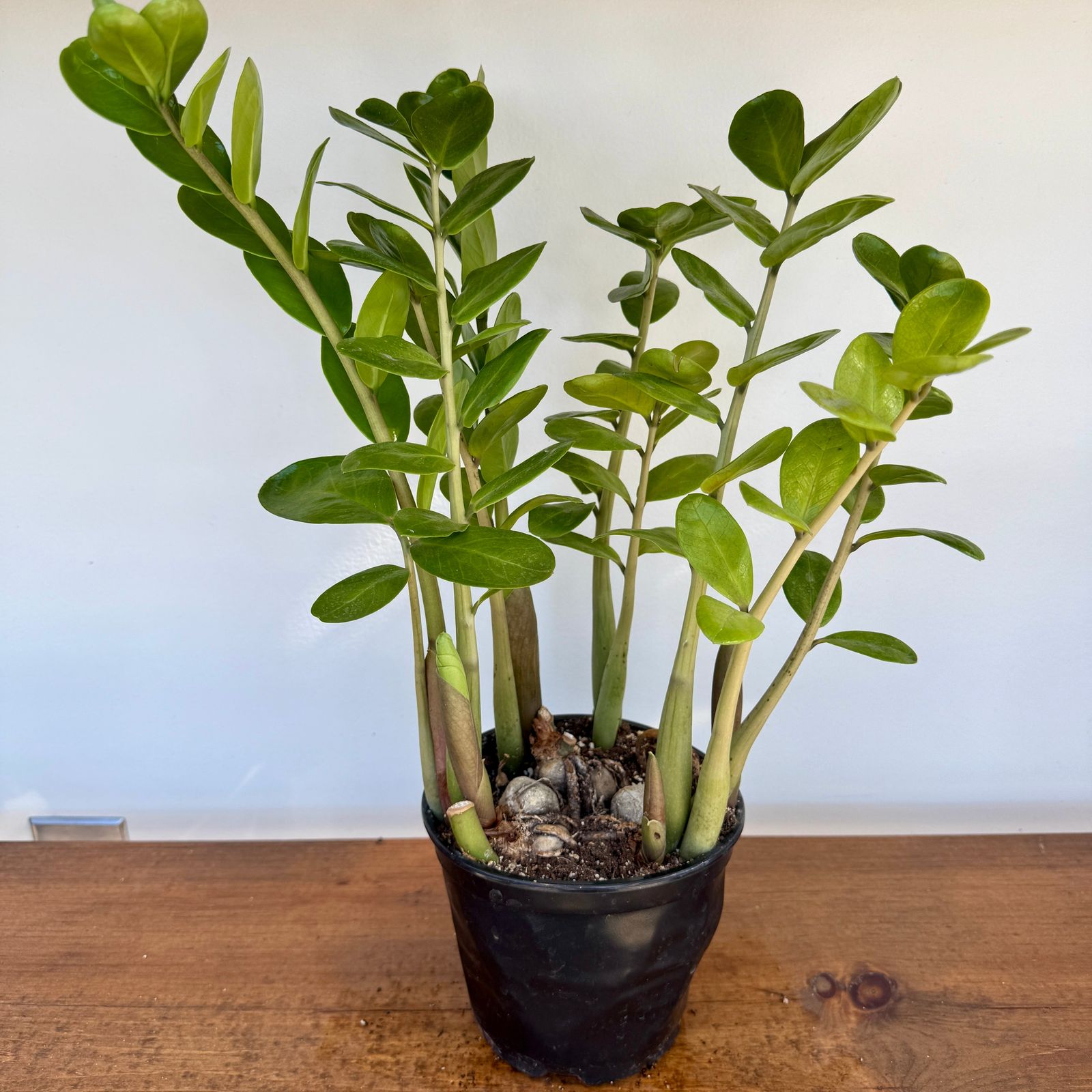Zamioculcas zamiifolia (ZZ Plant) - 6" Pot