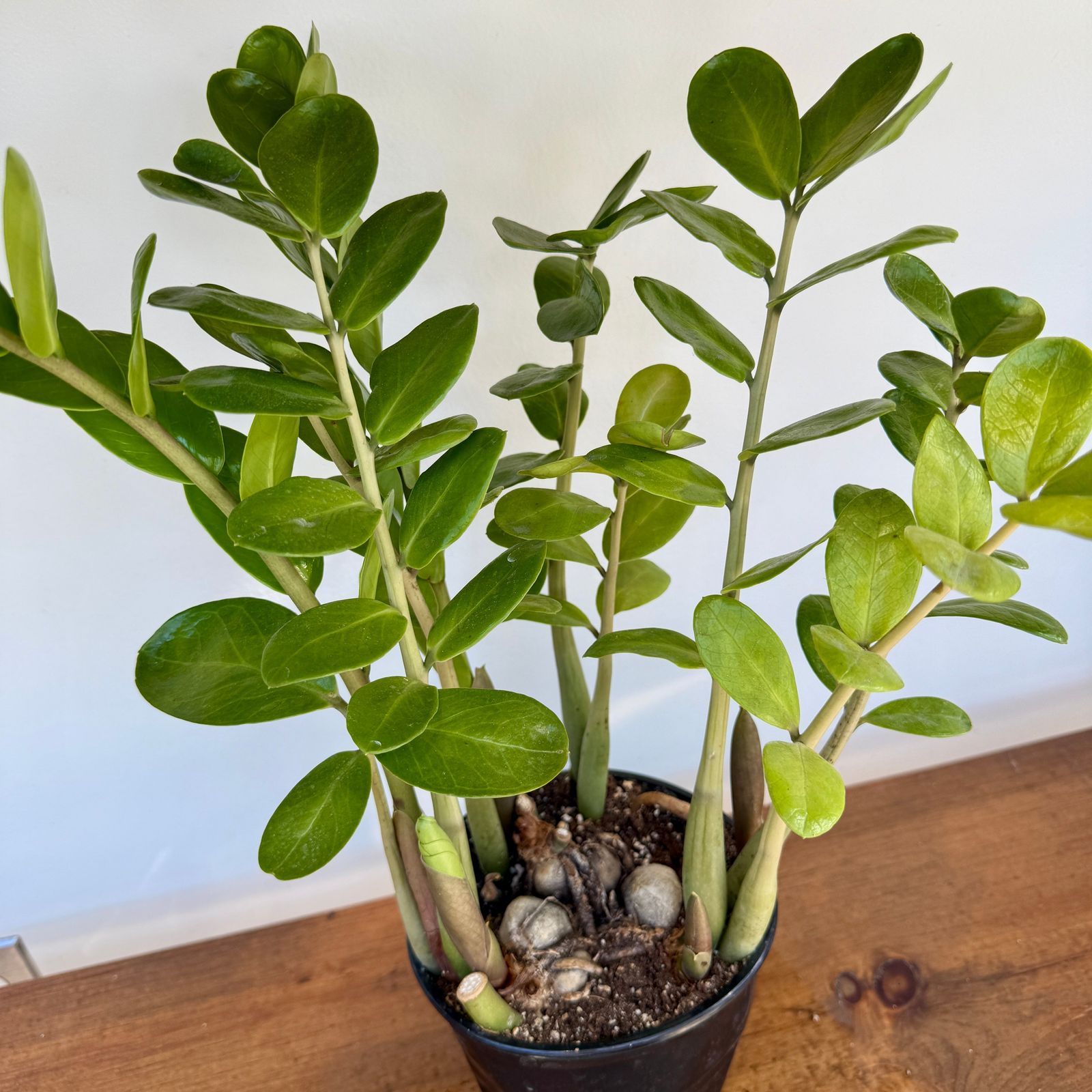 Zamioculcas zamiifolia (ZZ Plant) - 6" Pot