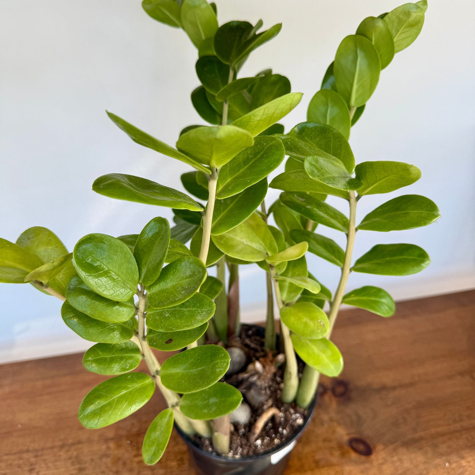 Zamioculcas zamiifolia (ZZ Plant) - 6" Pot