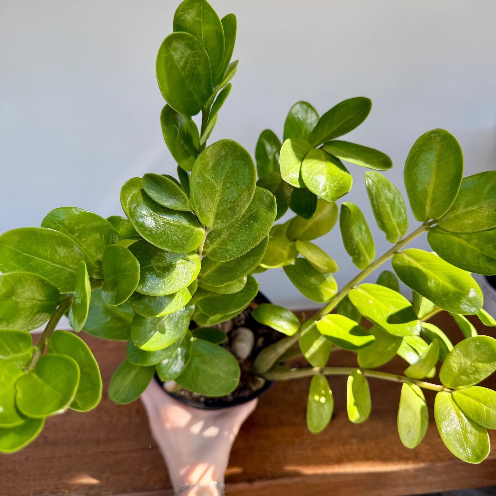 Zamioculcas zamiifolia (ZZ Plant) - 6" Pot