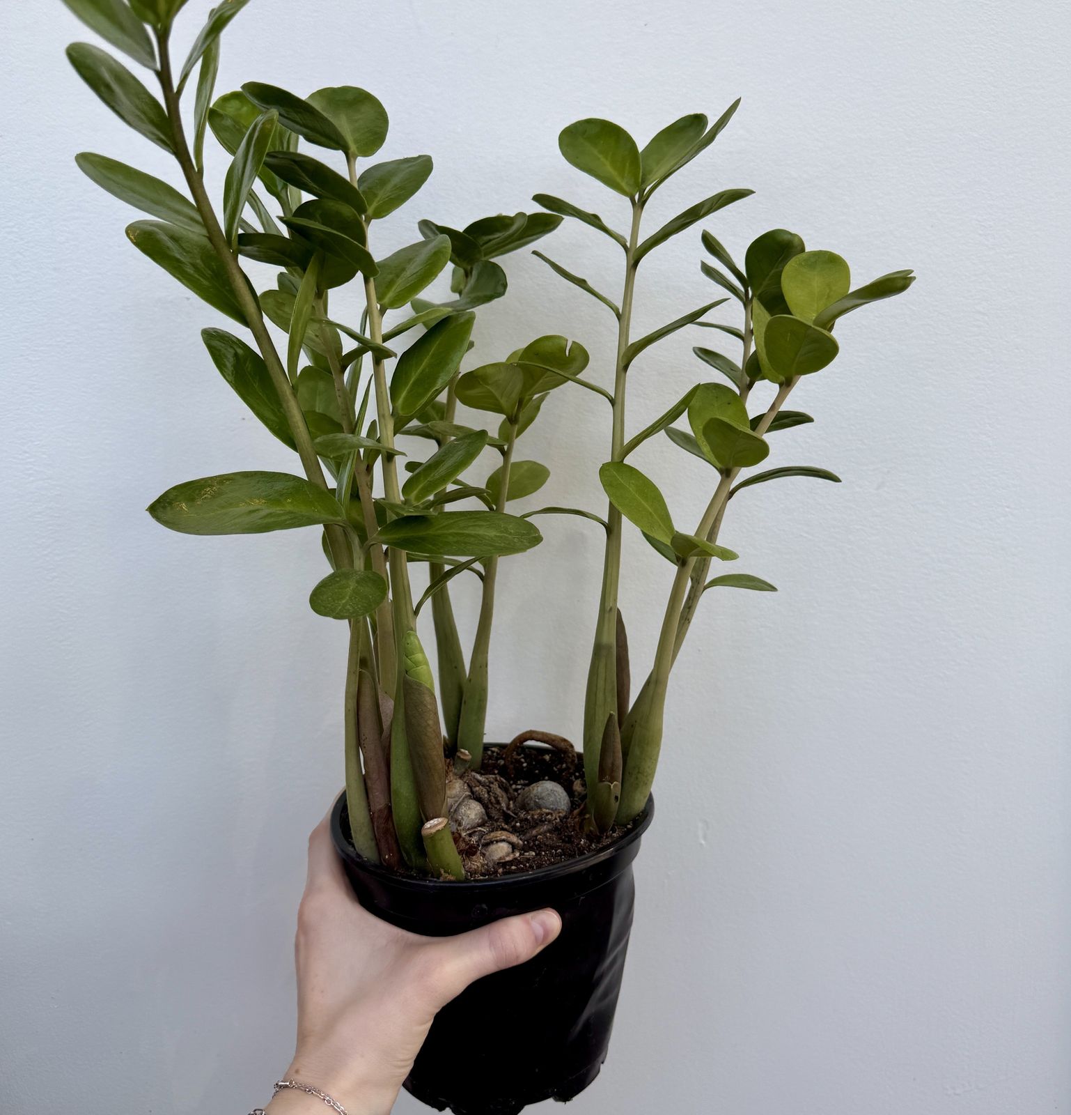 Zamioculcas zamiifolia (ZZ Plant) - 6" Pot
