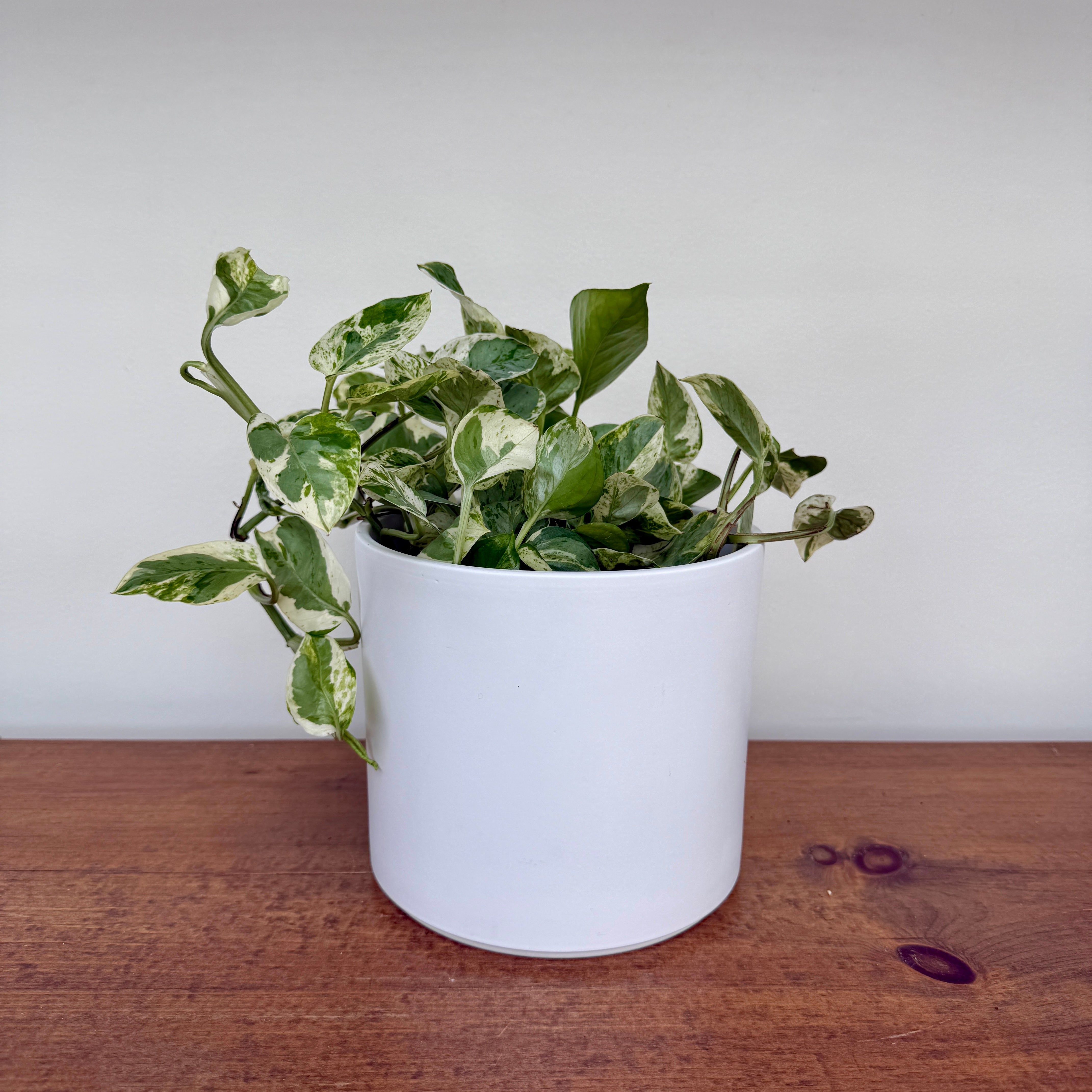Pillar Pot - 5.5"