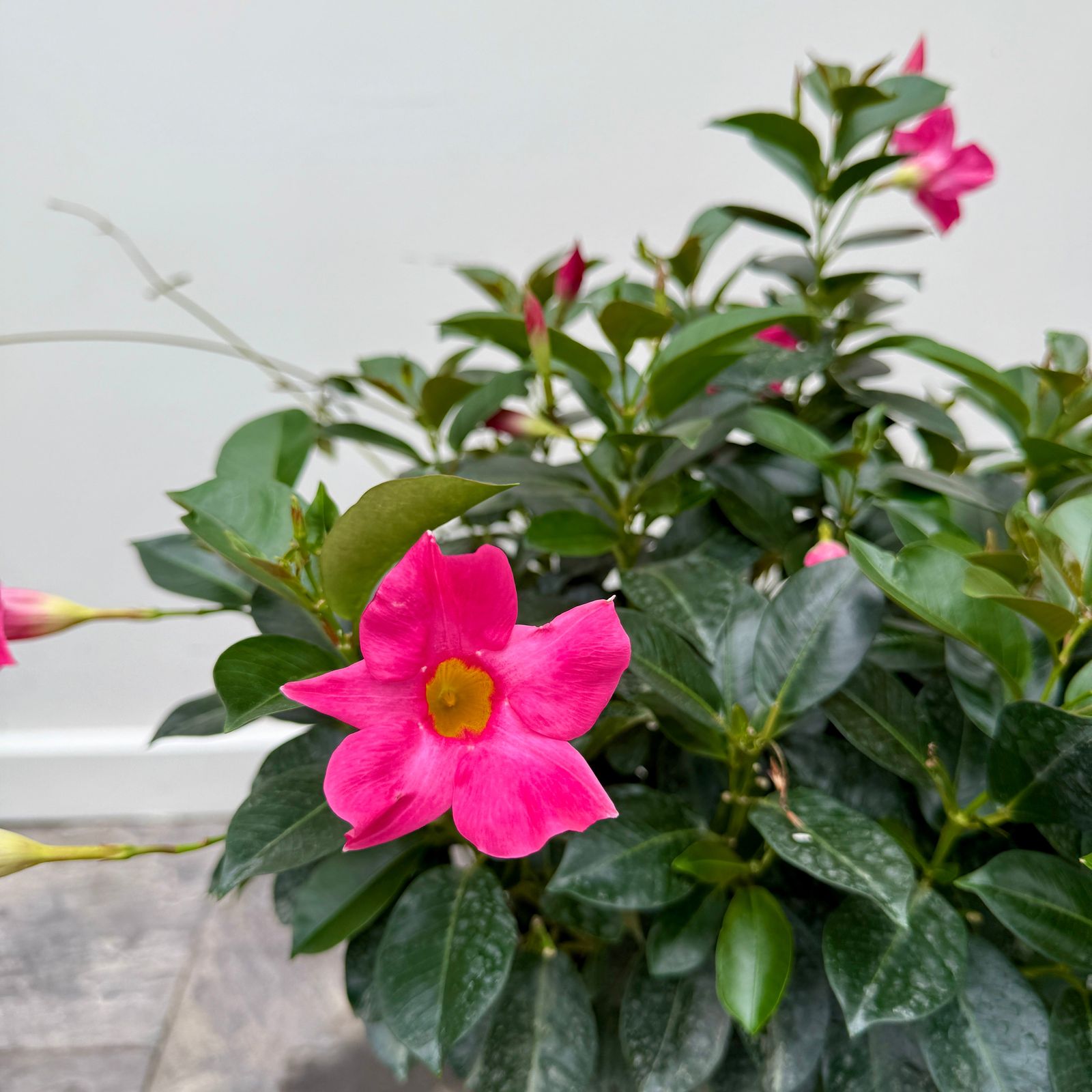 Mandevilla -Various Colours (Mandevilla sanderi - Various Colours) - 10" Pot - Bush