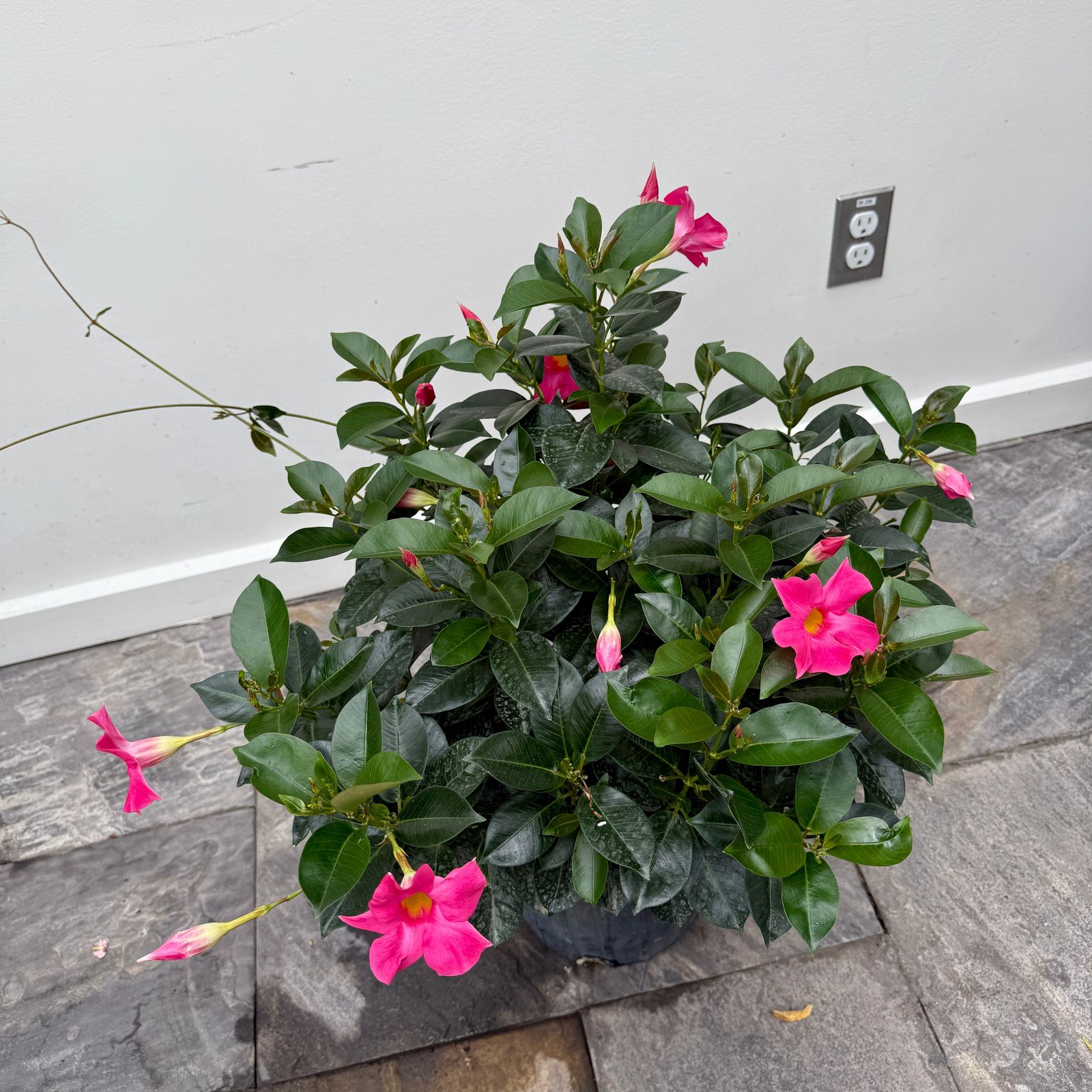 Mandevilla -Various Colours (Mandevilla sanderi - Various Colours) - 10" Pot - Bush