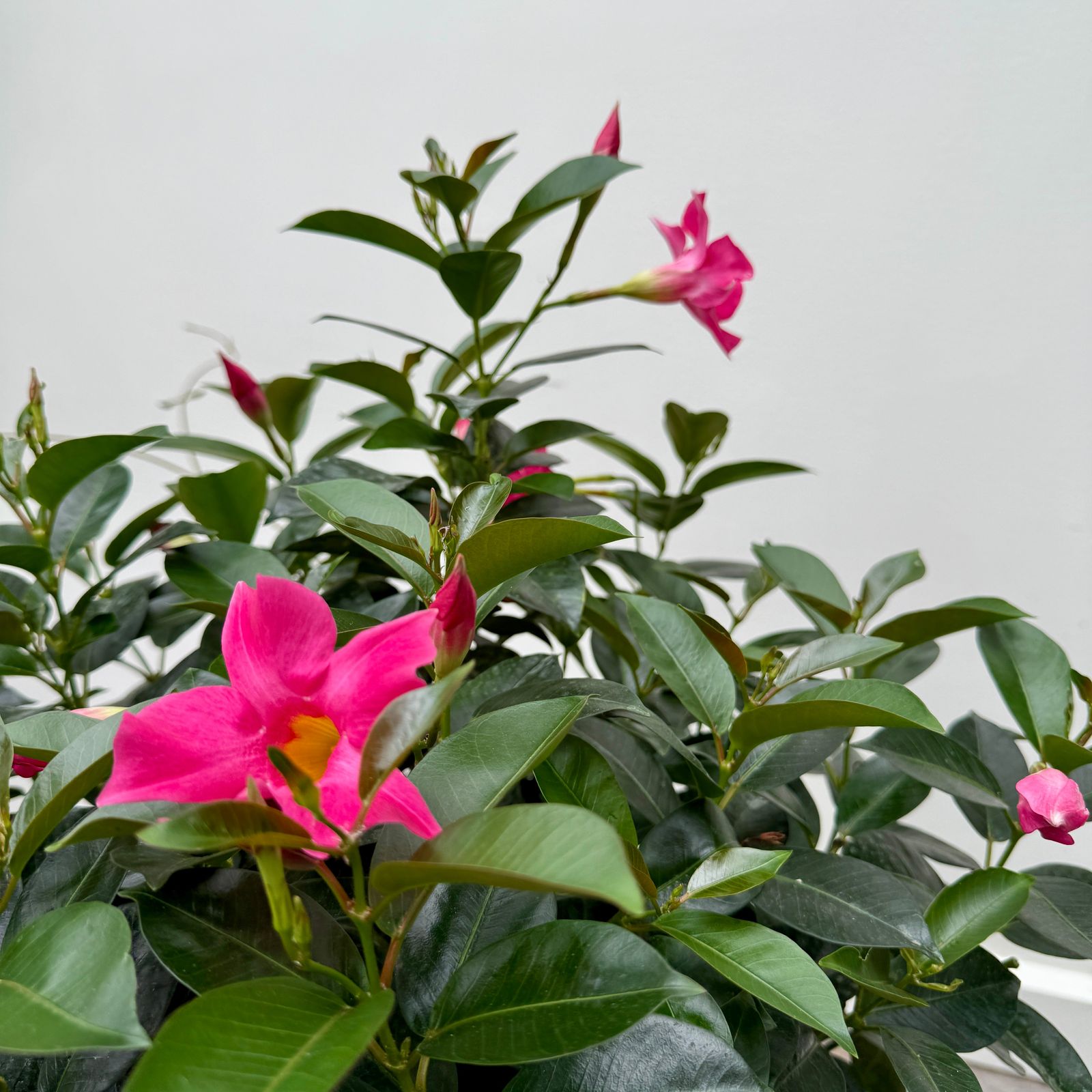 Mandevilla -Various Colours (Mandevilla sanderi - Various Colours) - 10" Pot - Bush