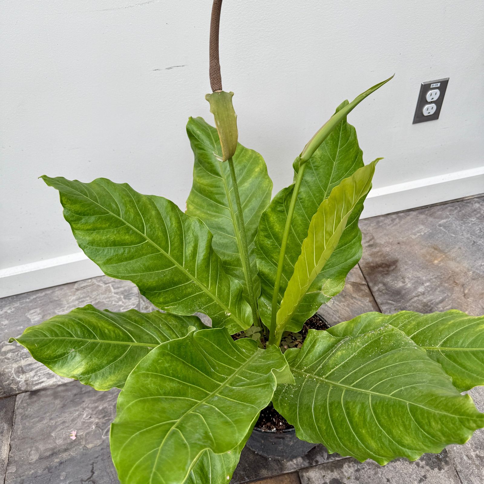 Bird's Nest Anthurium  (Anthurium hookeri) - 10" Pot