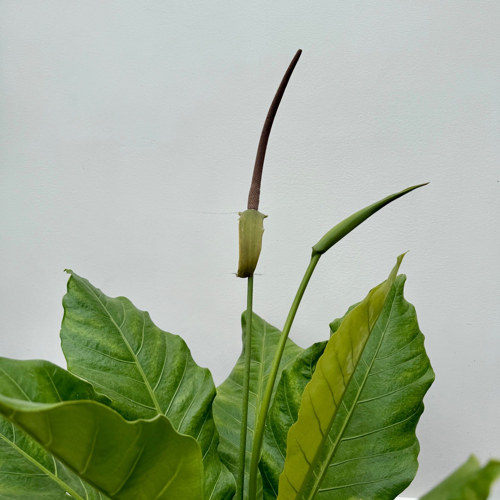 Bird's Nest Anthurium  (Anthurium hookeri) - 10" Pot