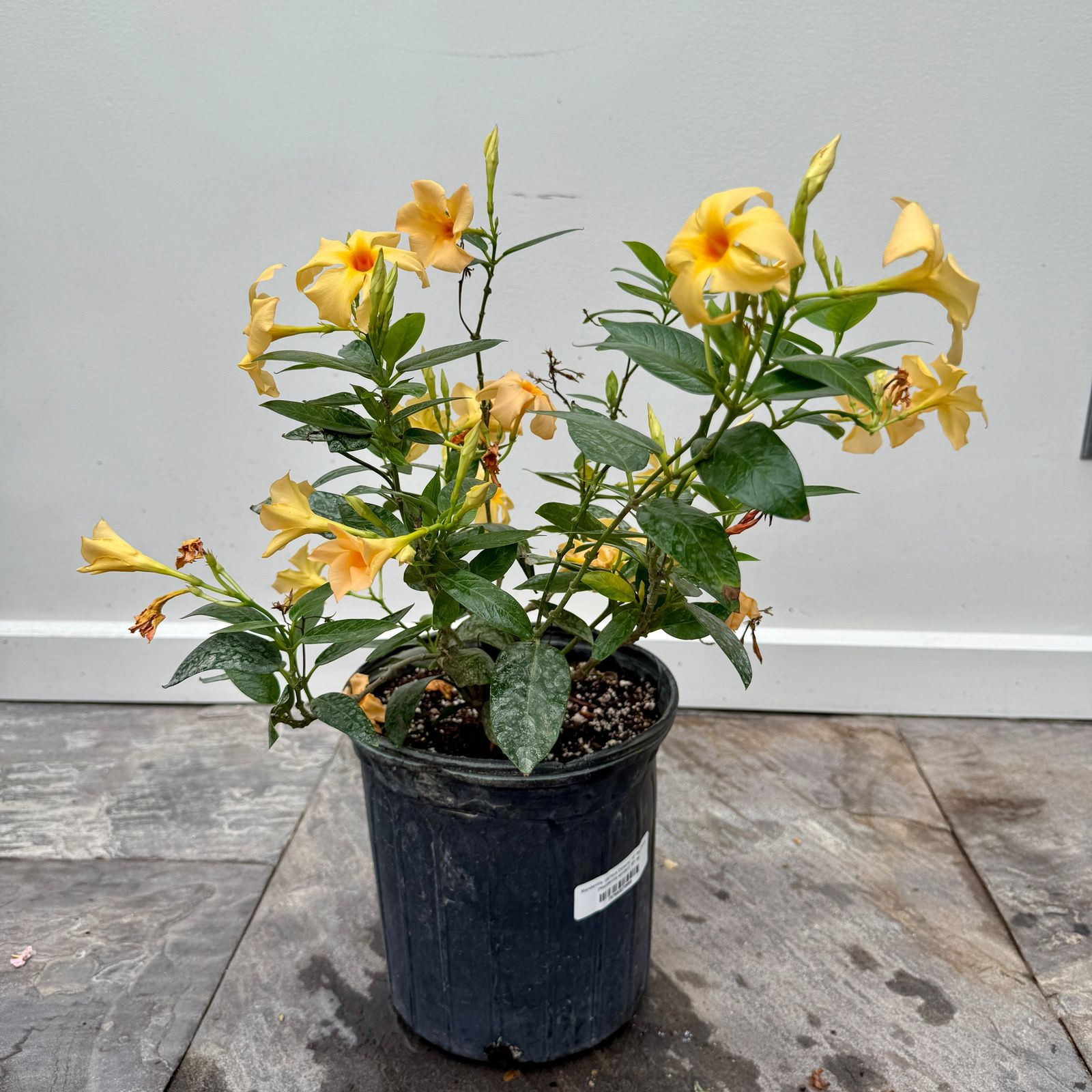 Mandevilla -Various Colours (Mandevilla sanderi - Various Colours) - 10" Pot - Bush