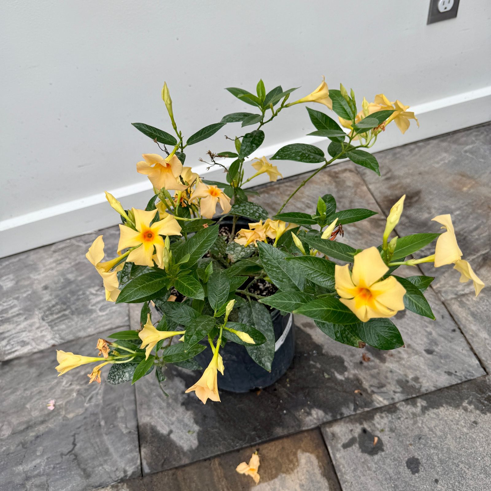 Mandevilla -Various Colours (Mandevilla sanderi - Various Colours) - 10" Pot - Bush