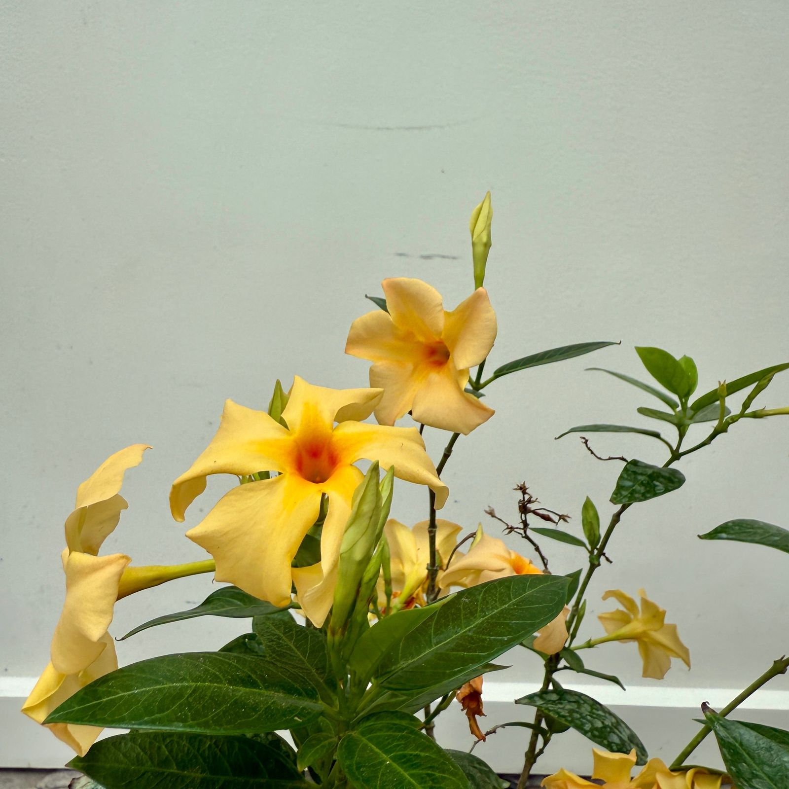 Mandevilla -Various Colours (Mandevilla sanderi - Various Colours) - 10" Pot - Bush