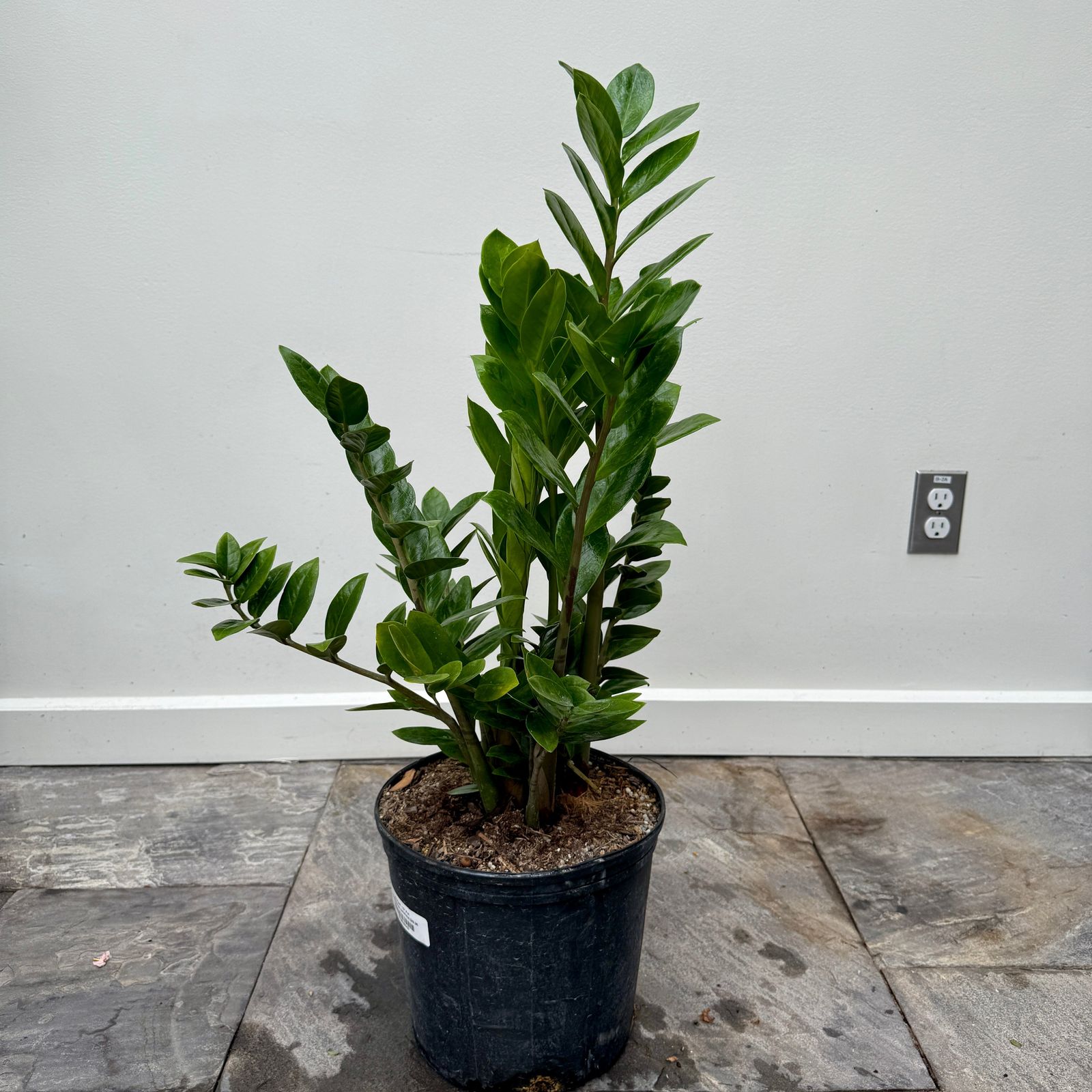 Zamioculcas zamiifolia (ZZ Plant) - 10" Pot
