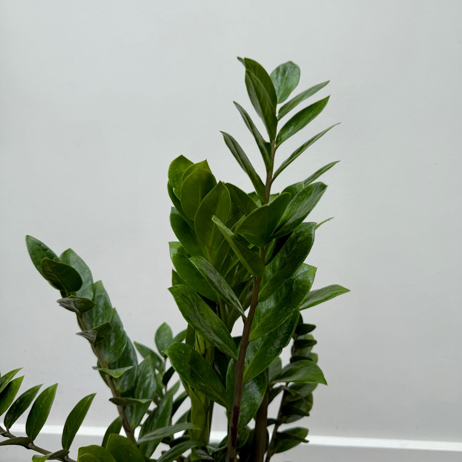 Zamioculcas zamiifolia (ZZ Plant) - 10" Pot