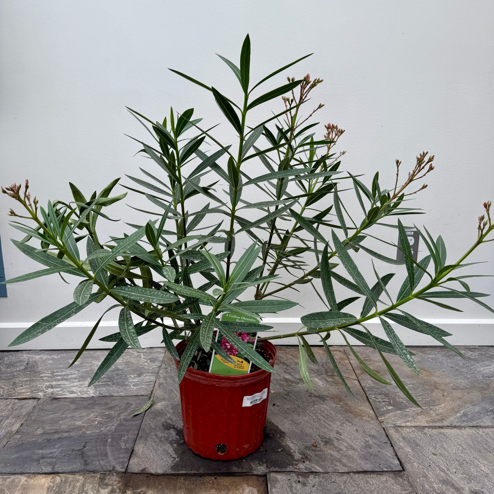 Oleander 'Calypso Pink' (Nerium oleander 'Calypso Pink') - 10" Pot - Bush
