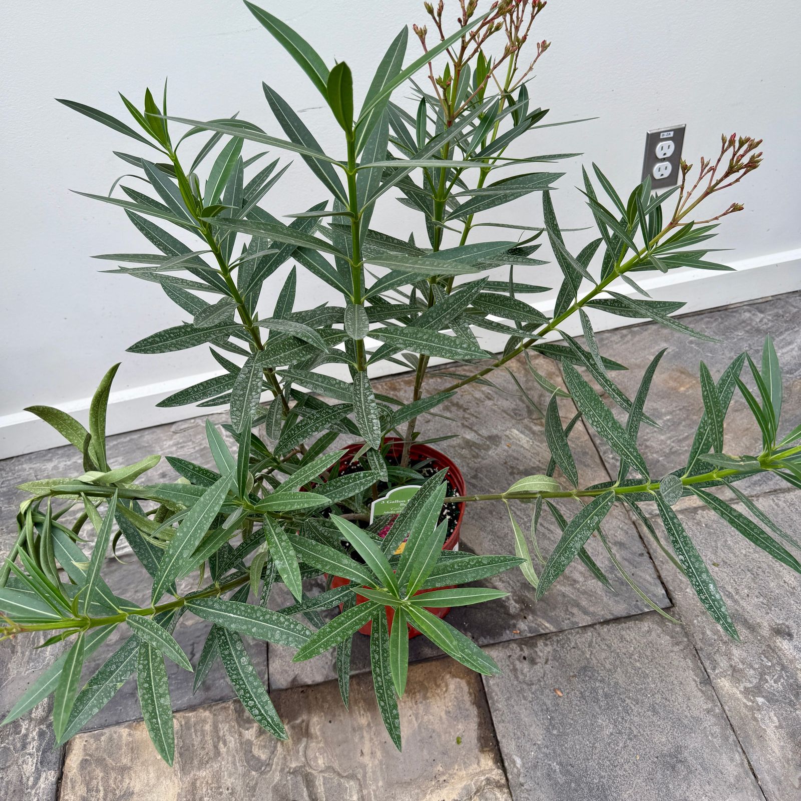 Oleander 'Calypso Pink' (Nerium oleander 'Calypso Pink') - 10" Pot - Bush