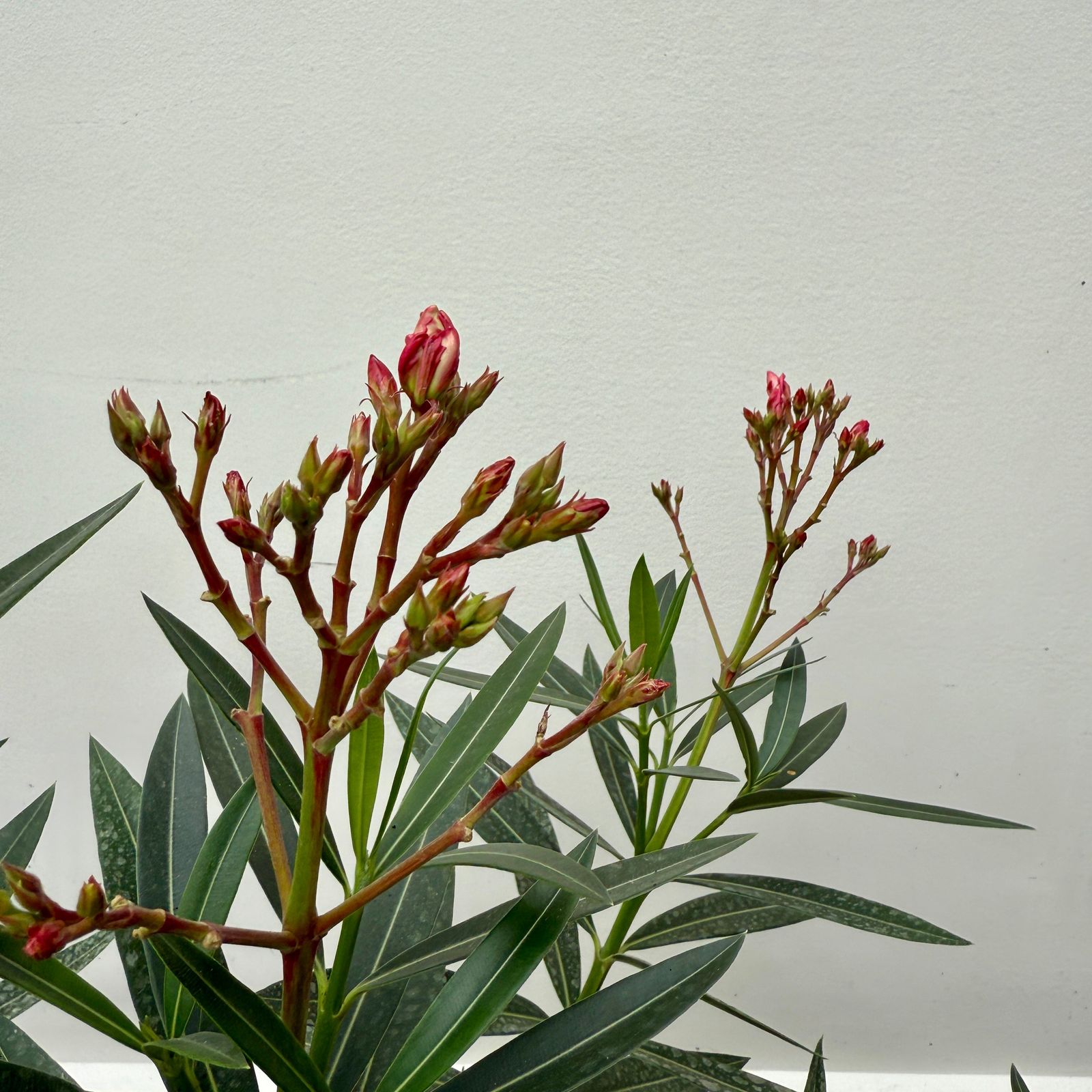 Oleander 'Calypso Pink' (Nerium oleander 'Calypso Pink') - 10" Pot - Bush