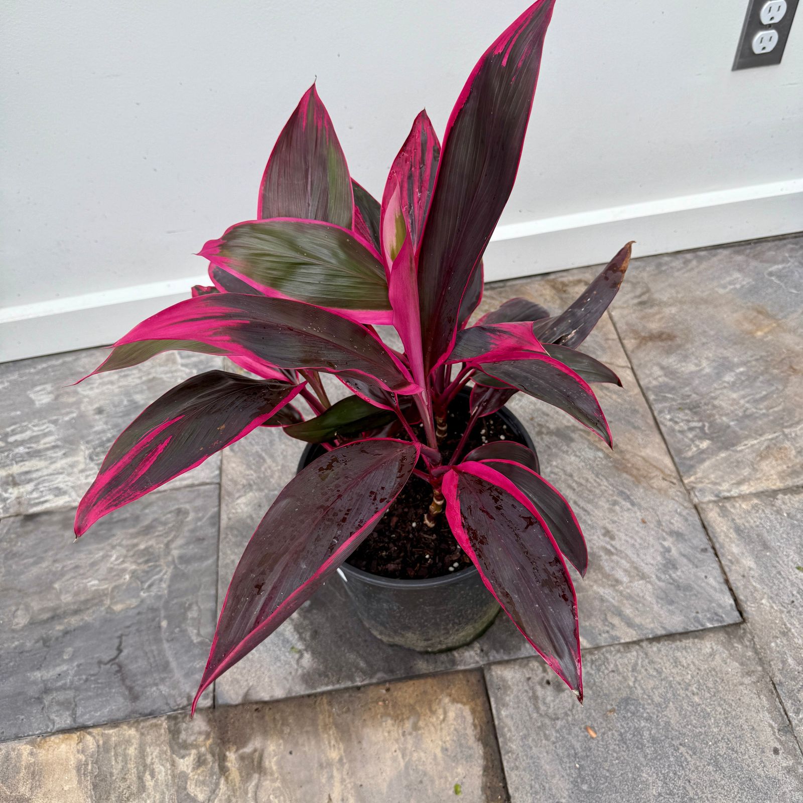 Cordyline 'Red Sister' (Cordyline fruiticosa 'Red Sister') - 10" Pot