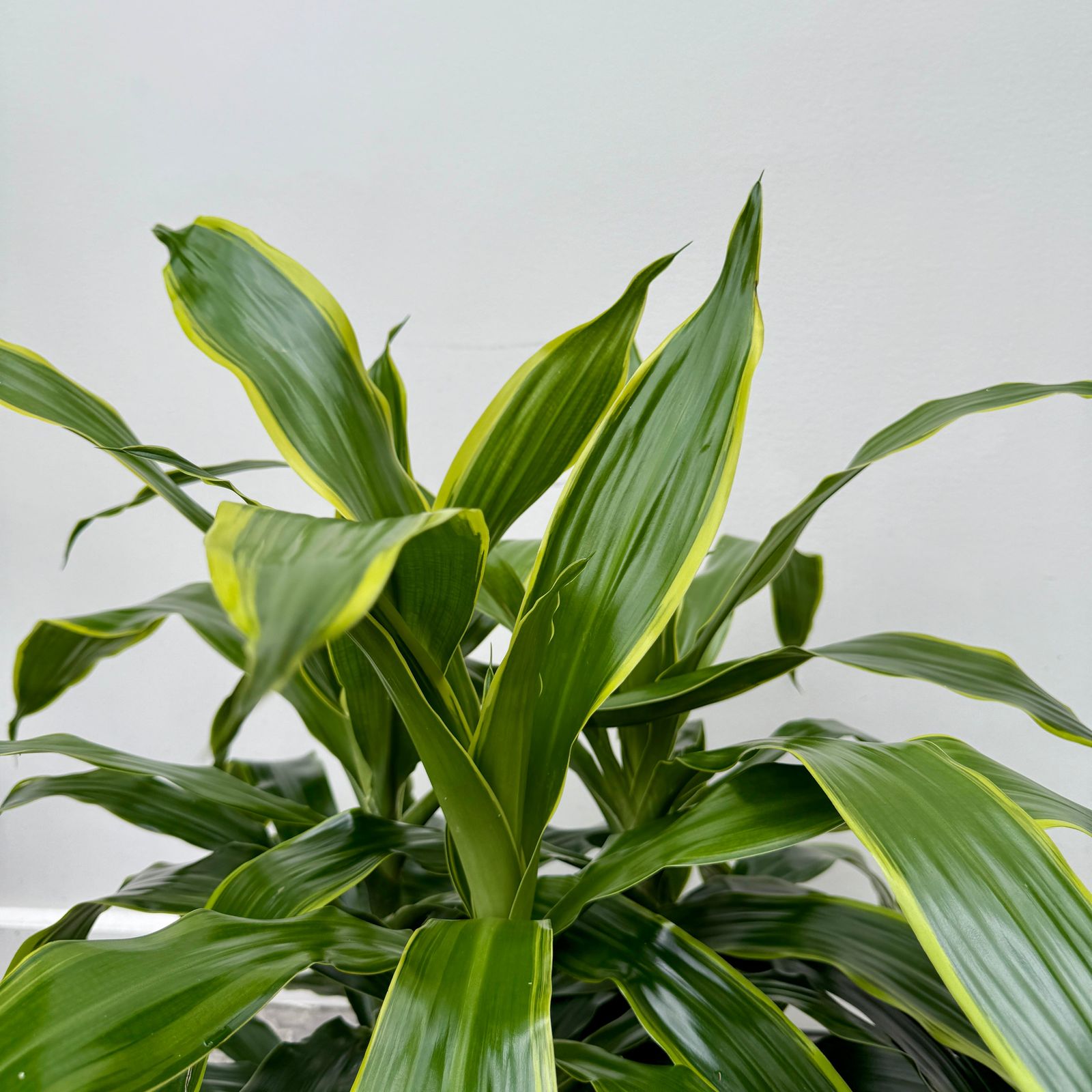 Dracaena 'Art Carmen' (Dracaena deremensis 'Art Carmen') - 10" Pot - 3ppp