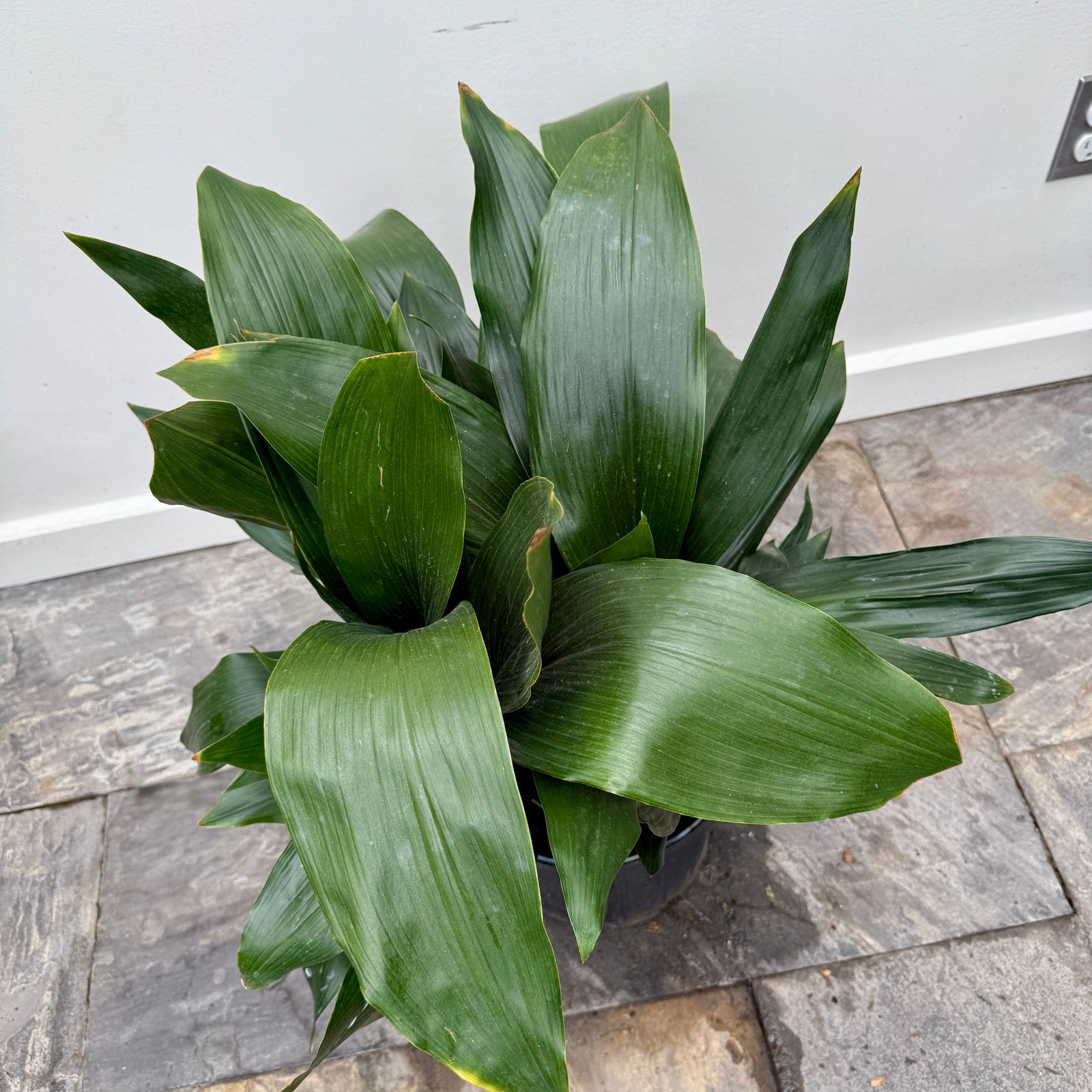 Cast Iron Plant (Aspidistra sp.) - 10" Pot