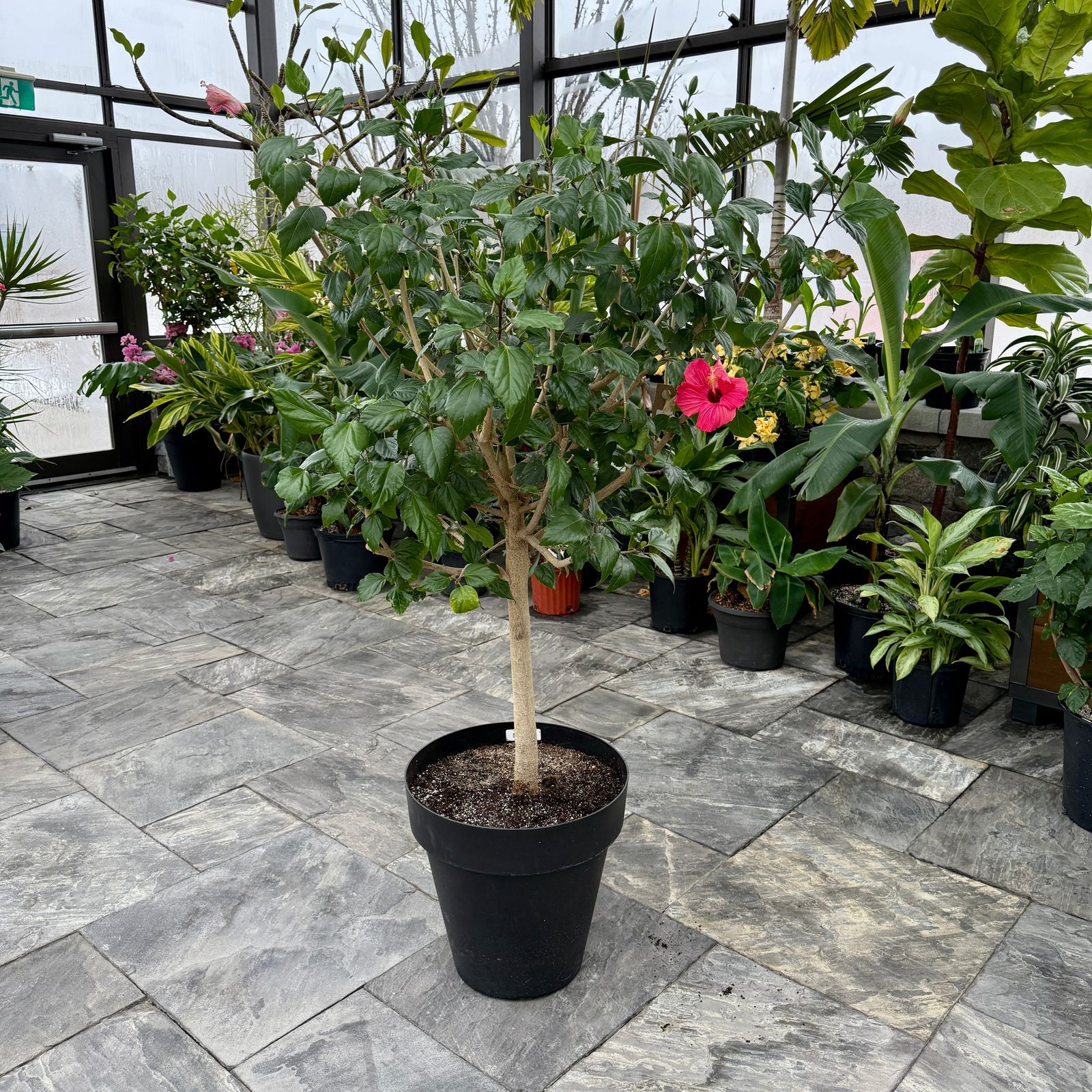 Hibiscus (Hibiscus sp.) - 17" Pot