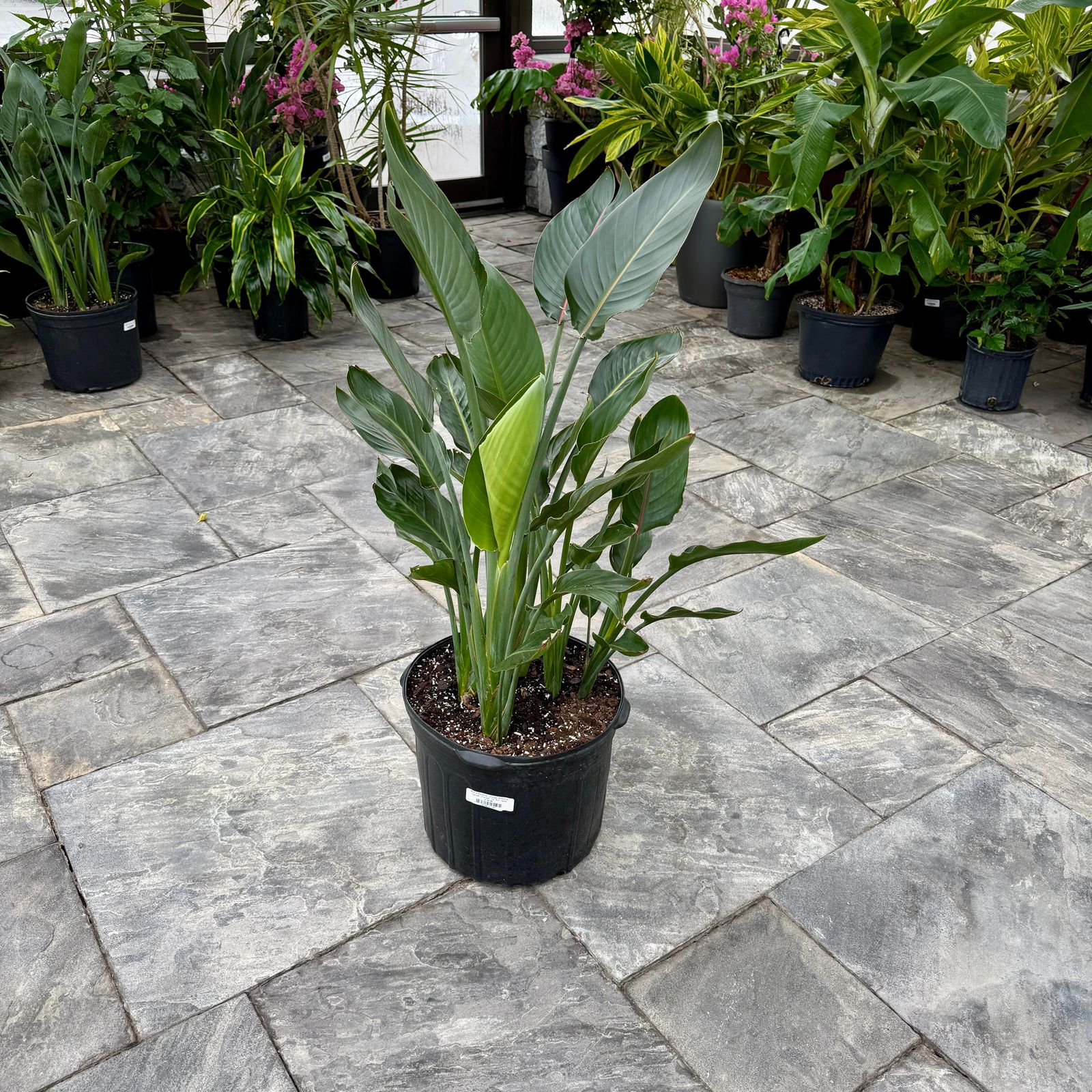 Bird of Paradise - Orange (Strelizia reginae - Orange) - 14" Pot - 4ppp