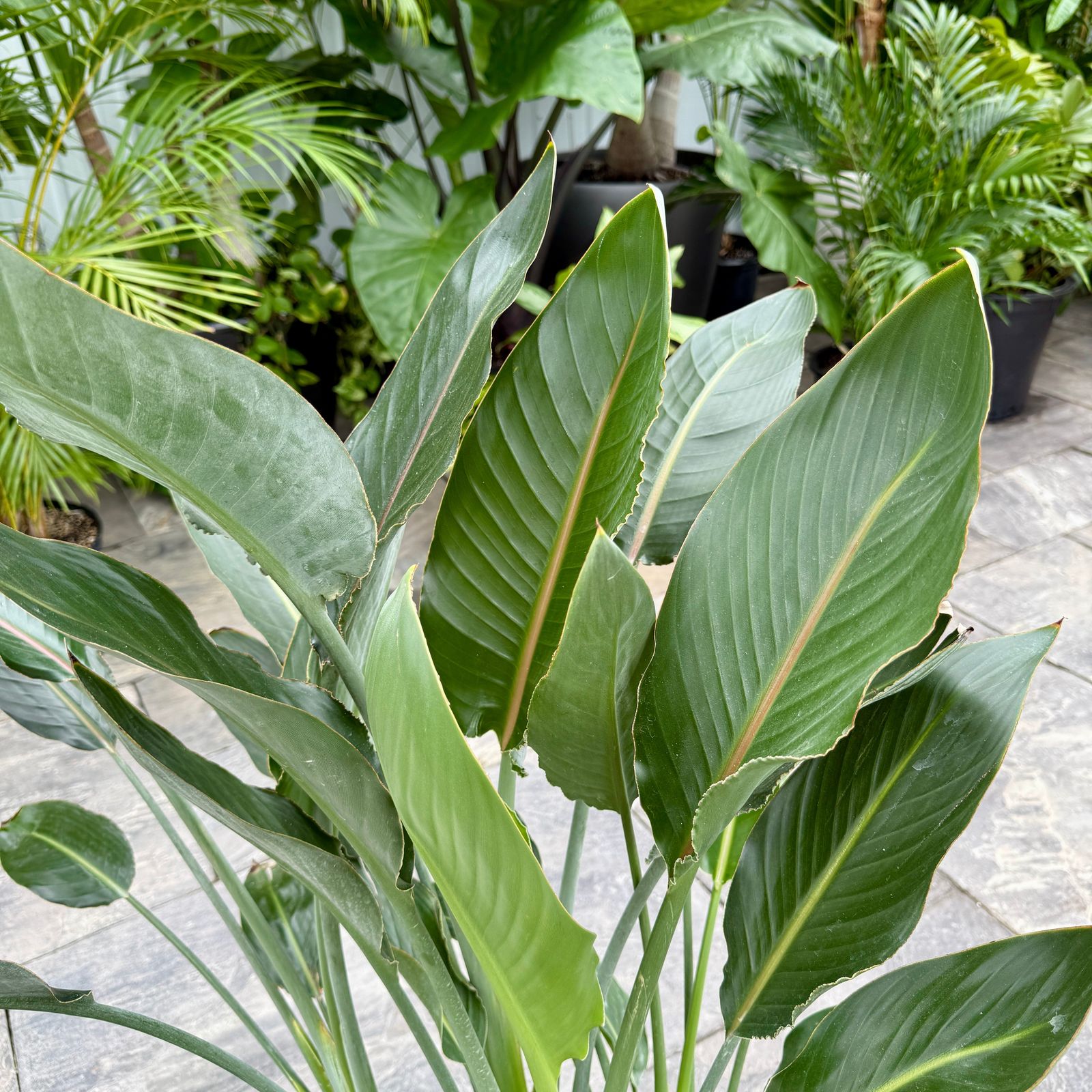 Bird of Paradise - Yellow (Strelizia reginae - Yellow) - 14" Pot - 4ppp