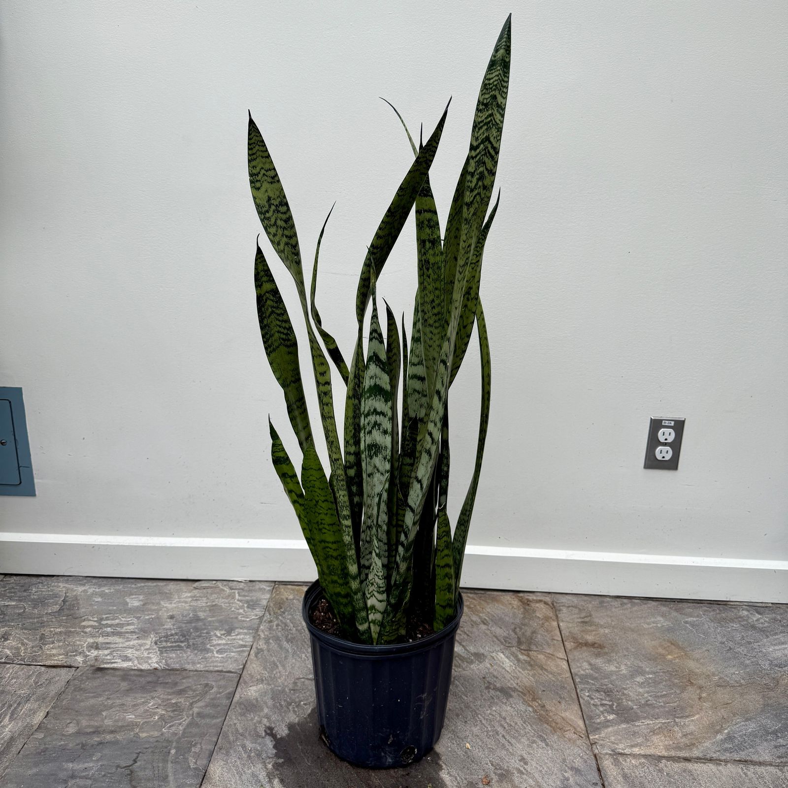 Snake Plant ' Zeylanica' (Dracaena trifasciata zeylanica) - 10" Pot