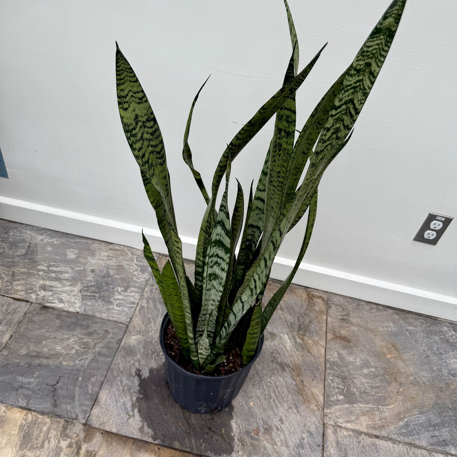 Snake Plant ' Zeylanica' (Dracaena trifasciata zeylanica) - 10" Pot