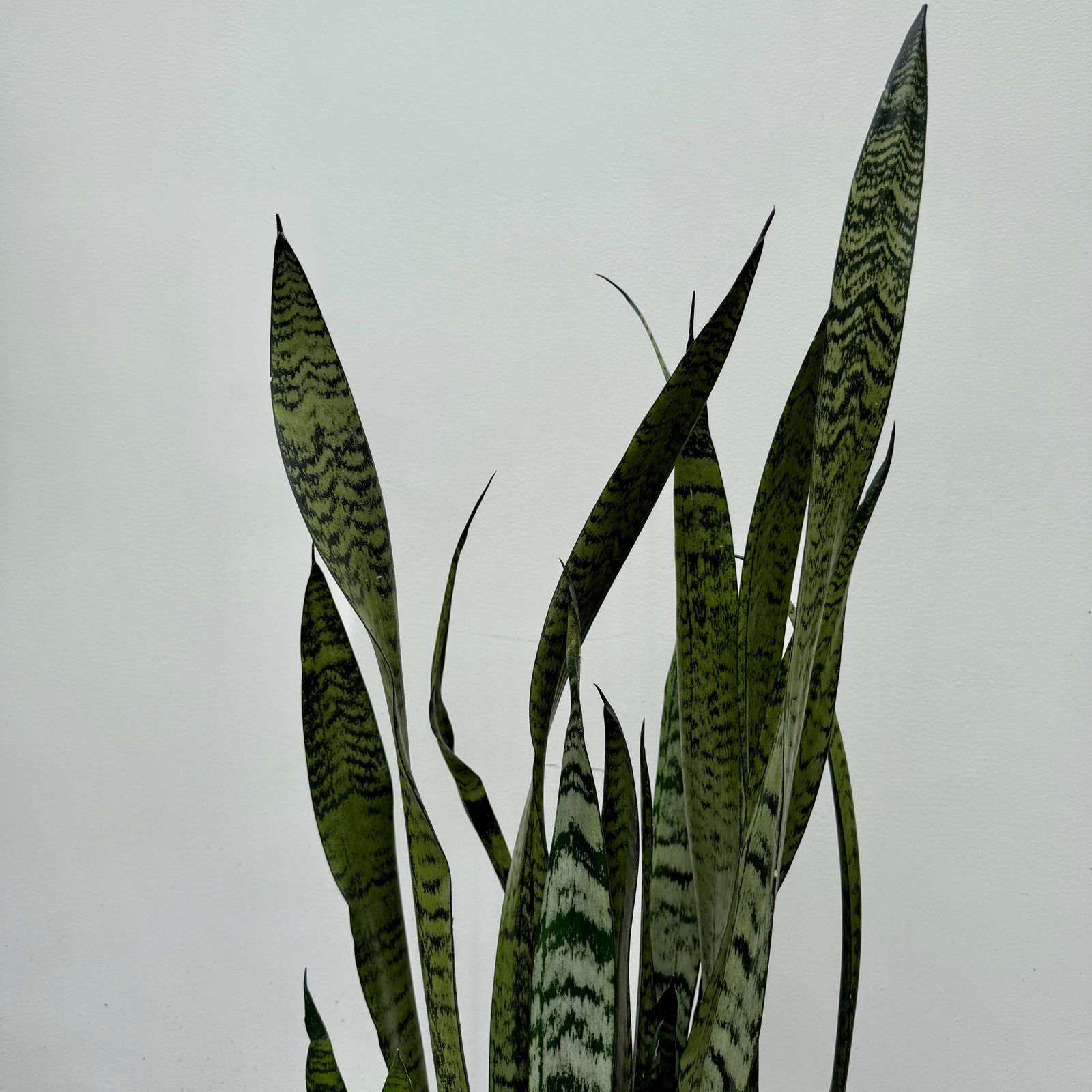 Snake Plant ' Zeylanica' (Dracaena trifasciata zeylanica) - 10" Pot
