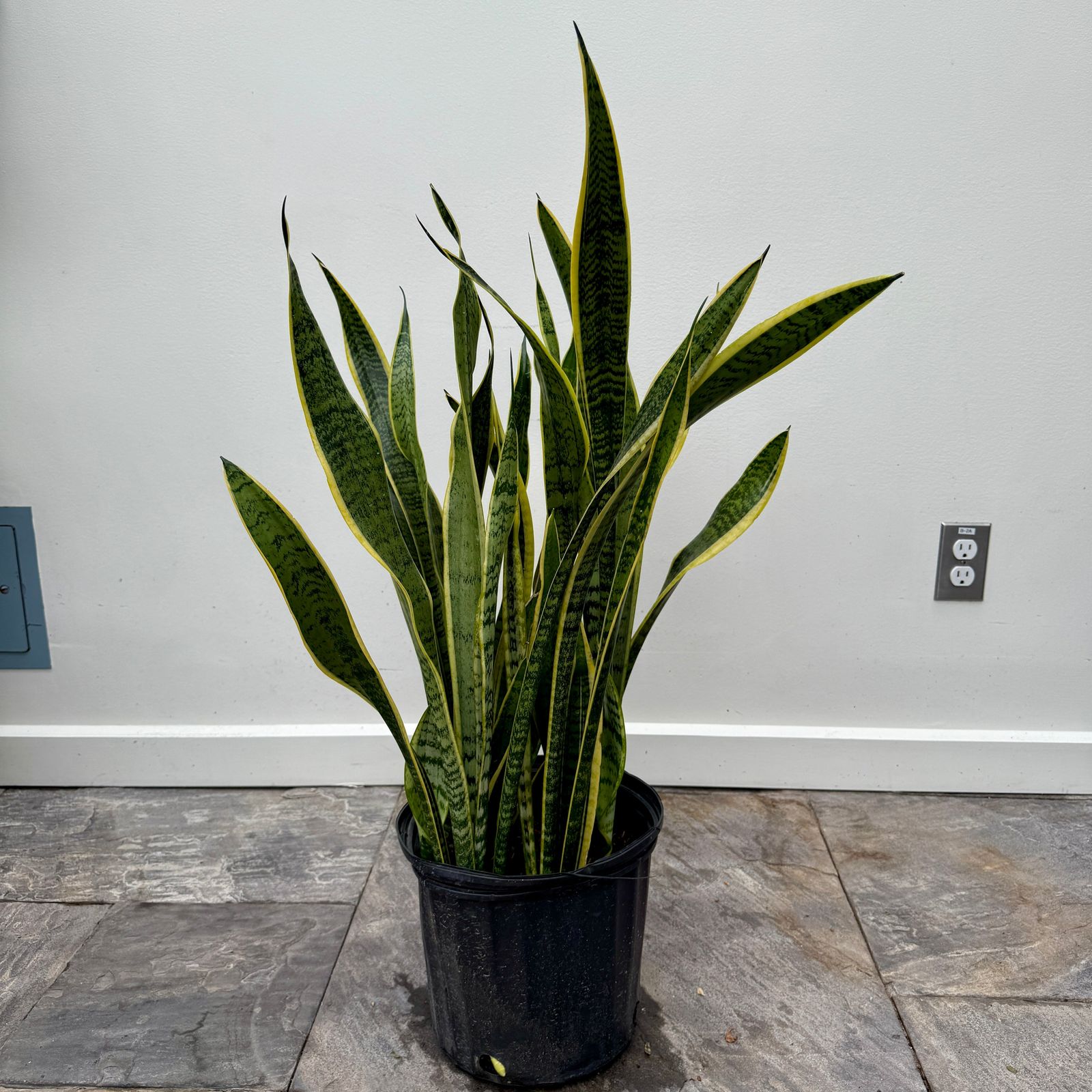 Dracaena trifasciata 'Laurentii' (Snake Plant 'Laurentii') - 10" Pot
