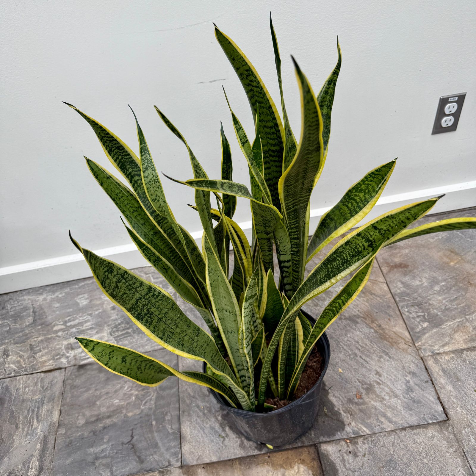 Dracaena trifasciata 'Laurentii' (Snake Plant 'Laurentii') - 10" Pot