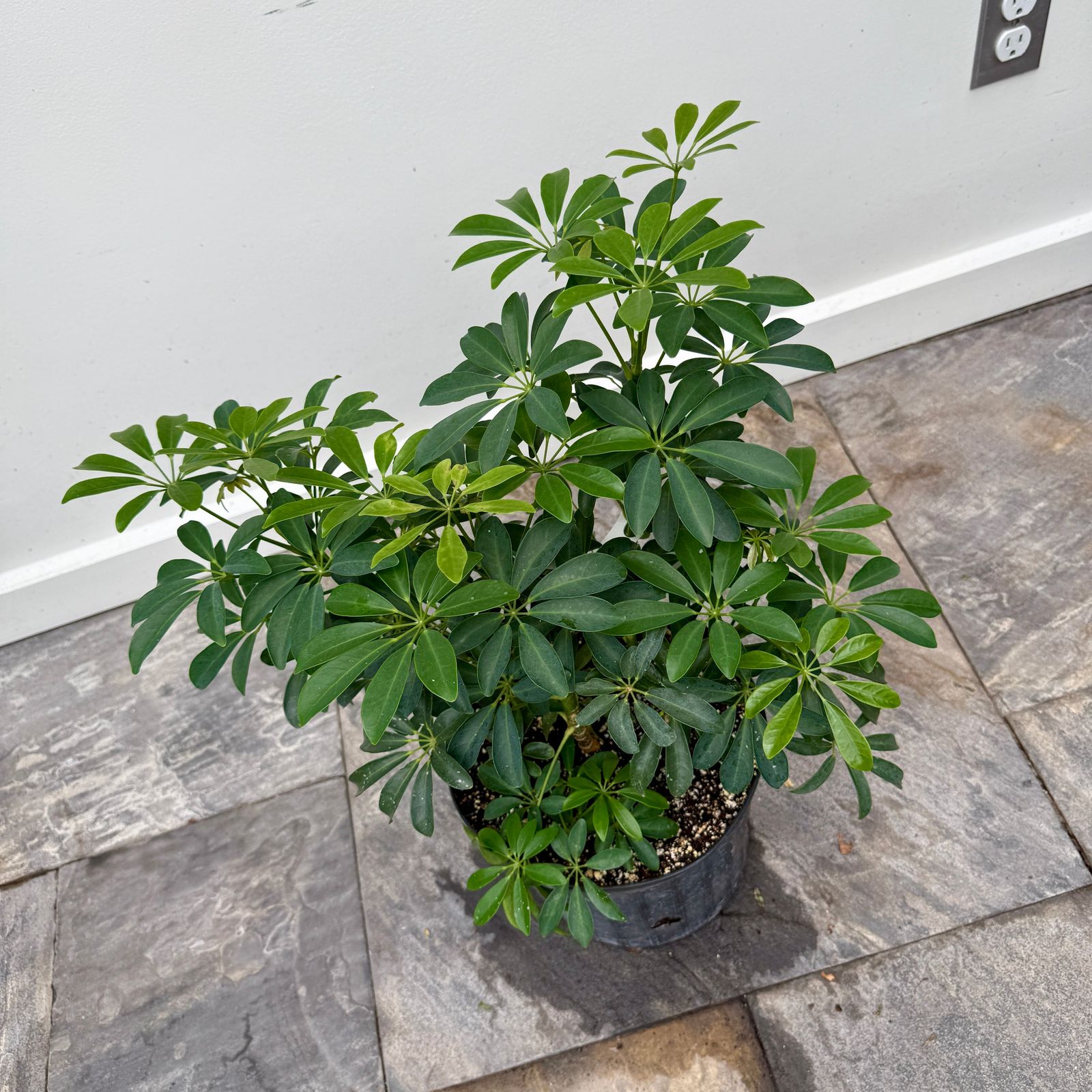 Umbrella Tree 'Arboricola' (Heptapleurum arboricola) - 10" Pot
