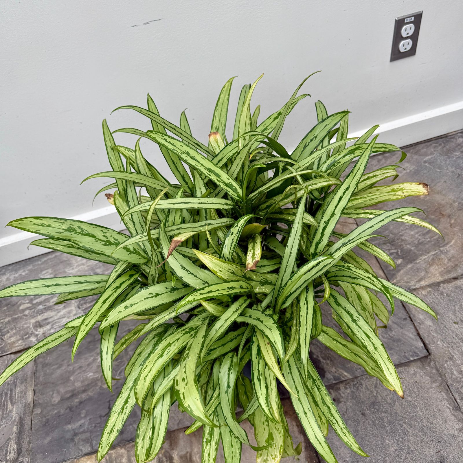 Chinese Evergreen 'Cutlass' (Aglaonema ' Cutlass') - 10" Pot