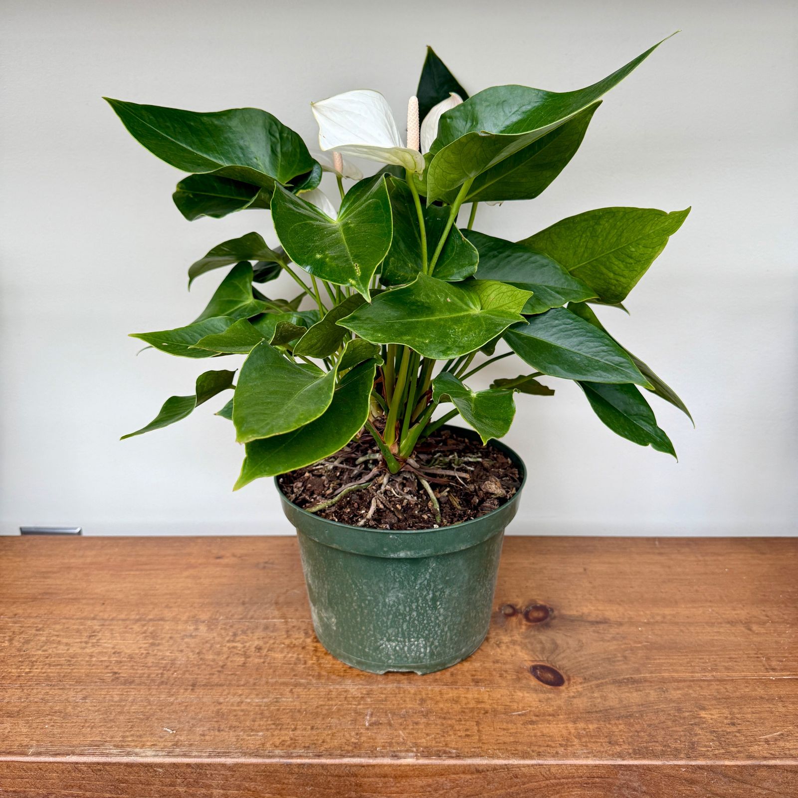Anthurium 'White Winner' (Anthurium andreanum 'White Winner') - 8" Pot