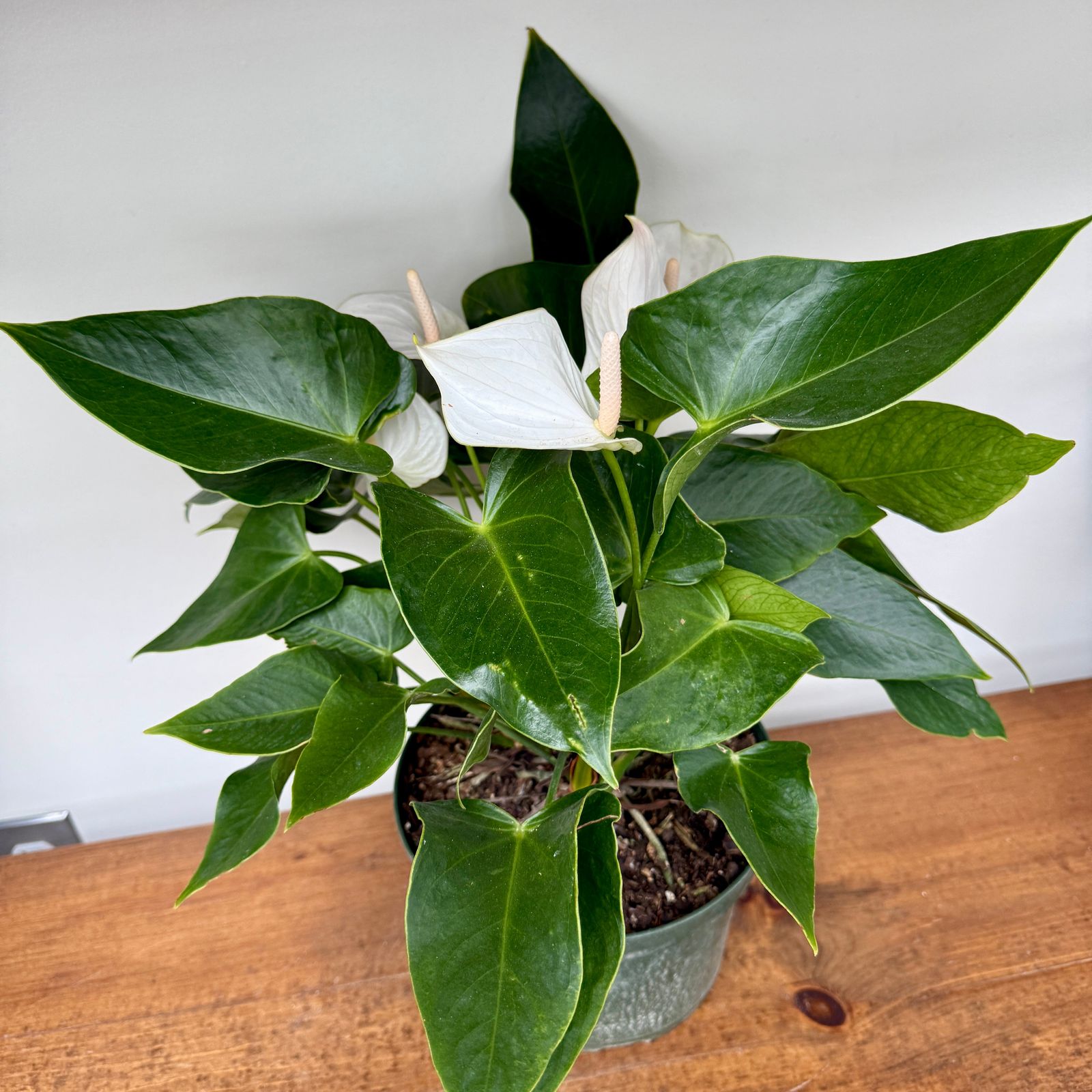 Anthurium 'White Winner' (Anthurium andreanum 'White Winner') - 8" Pot