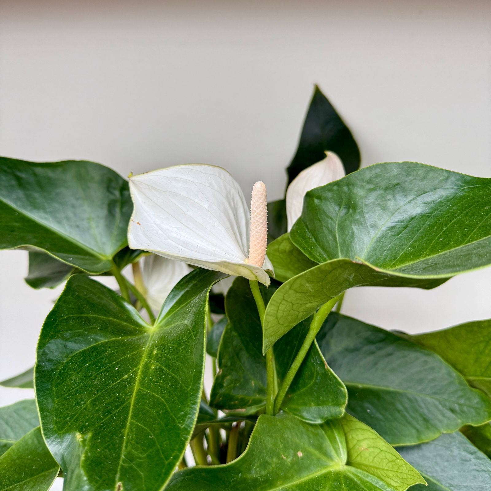 Anthurium 'White Winner' (Anthurium andreanum 'White Winner') - 8" Pot