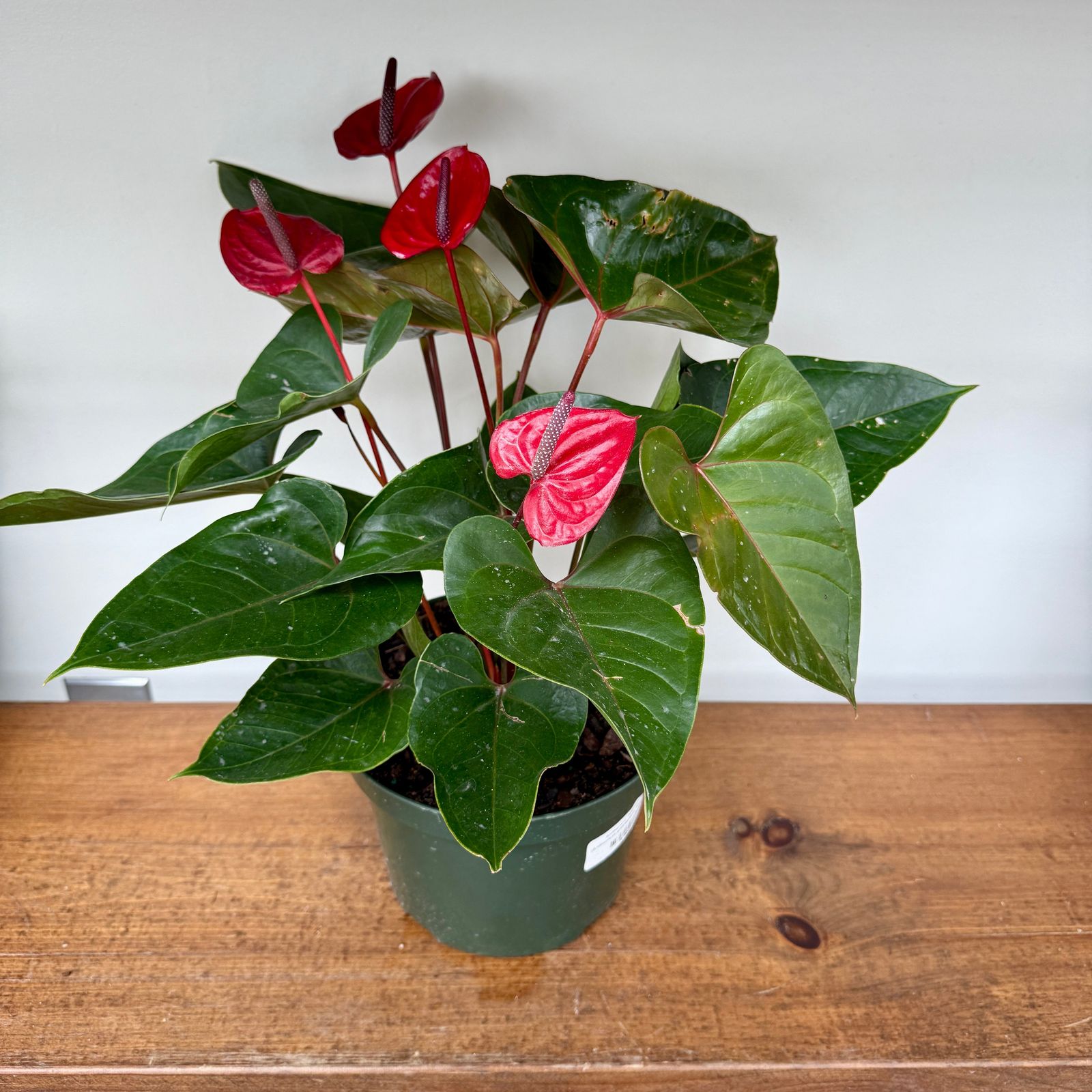 Anthurium 'Red Heart' (Anthurium andreanum 'Red Heart') - 8" Pot