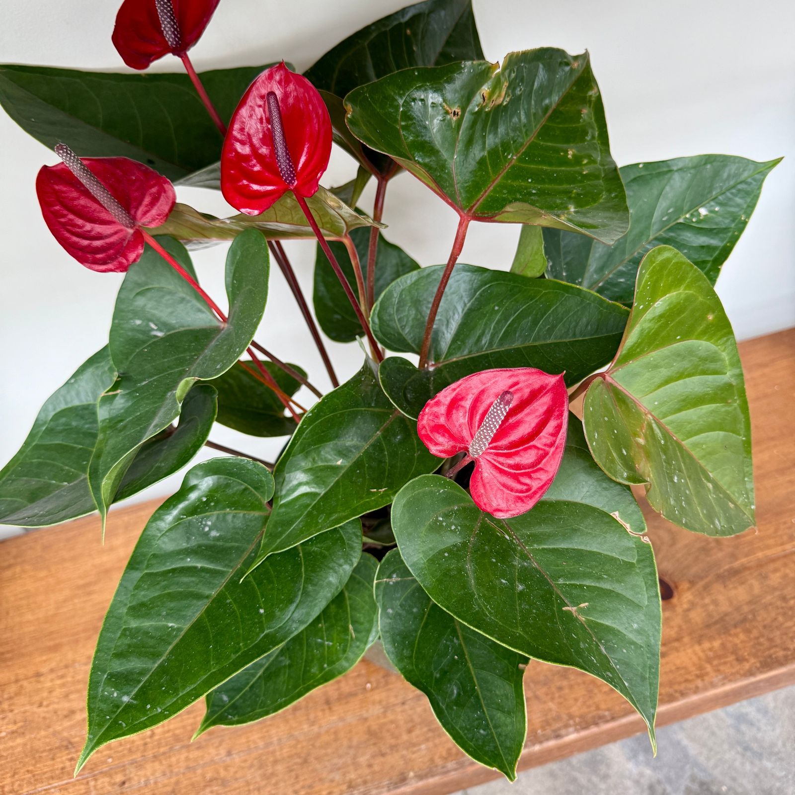 Anthurium 'Red Heart' (Anthurium andreanum 'Red Heart') - 8" Pot