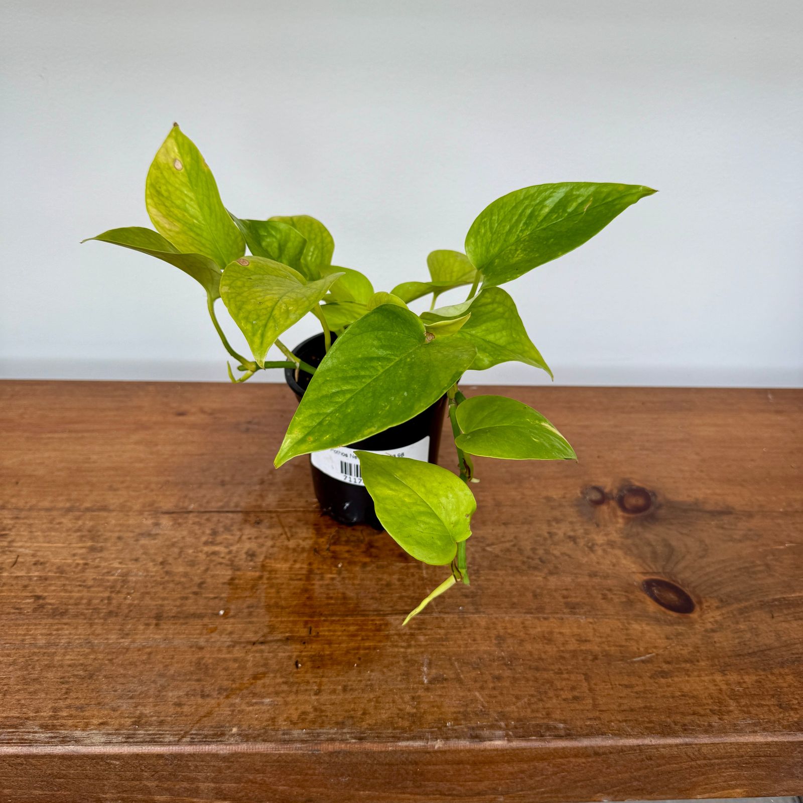 Neon Pothos (Epipremnum aureum 'Neon') - 4" Pot