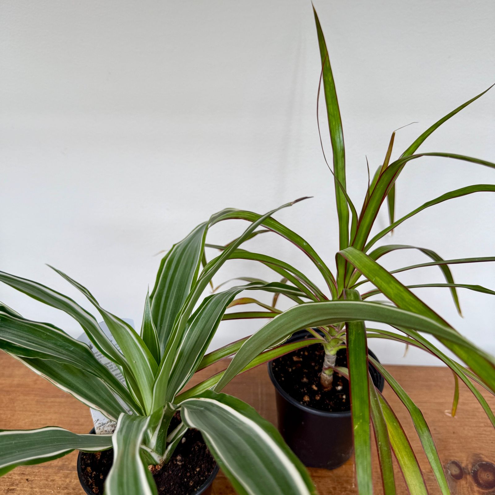 Tropicals - Assorted (Tropicals - Assorted) - 3" Pot