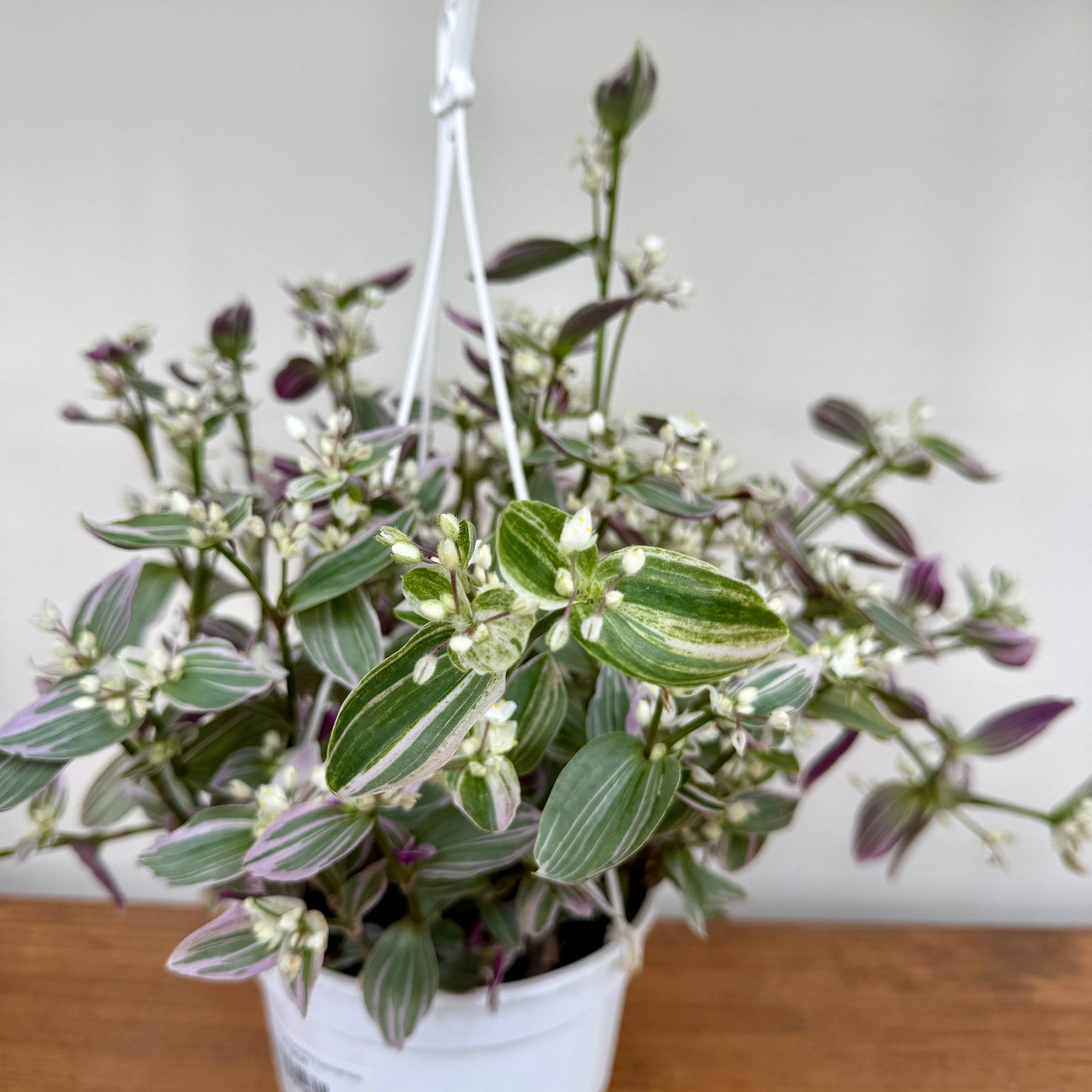 Feeling Flirty Plant (Tradescantia fluminensis) - 6" HB