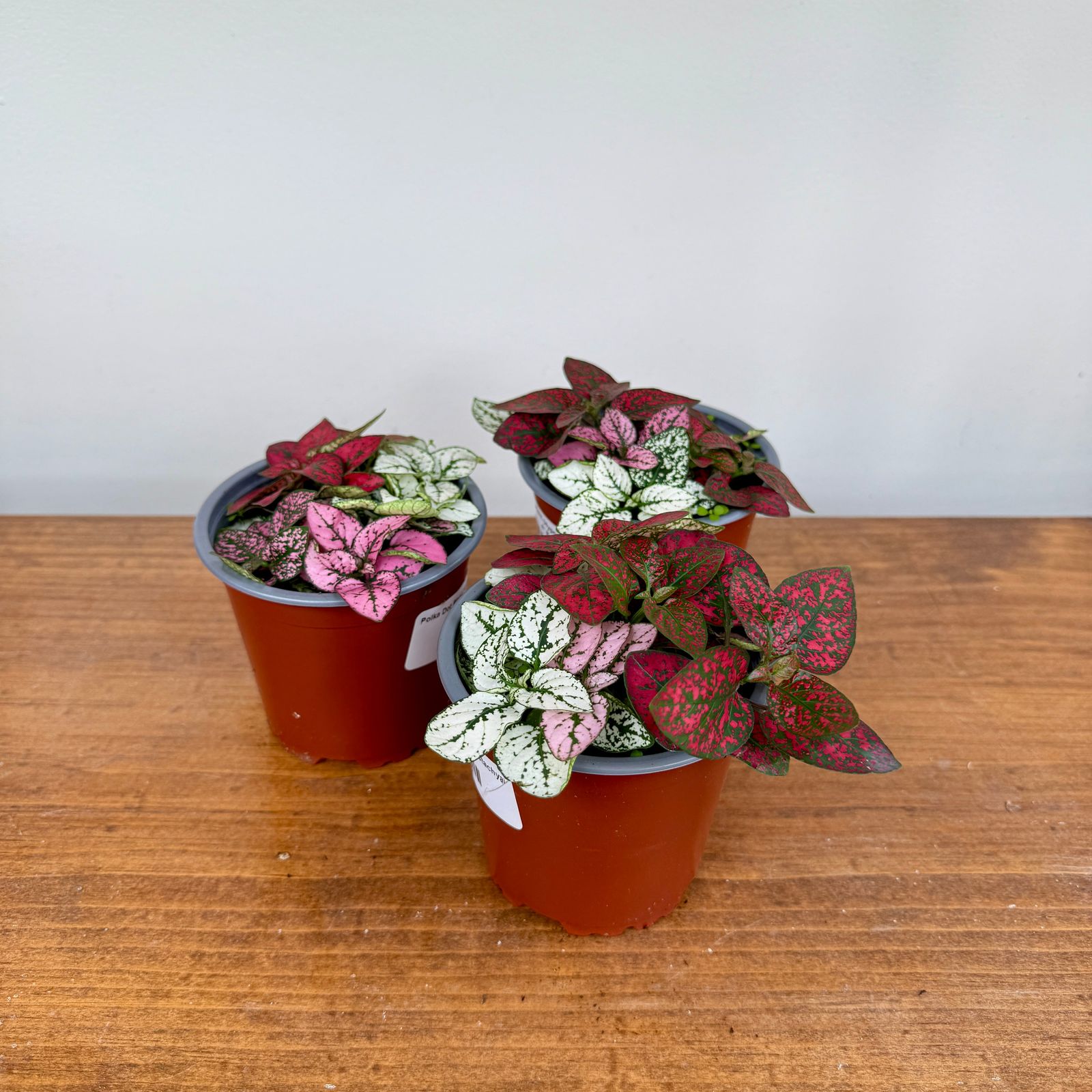 Polka Dot Plant - Assorted (Hypoestes phyllostachya - Assorted) - 4" Pot