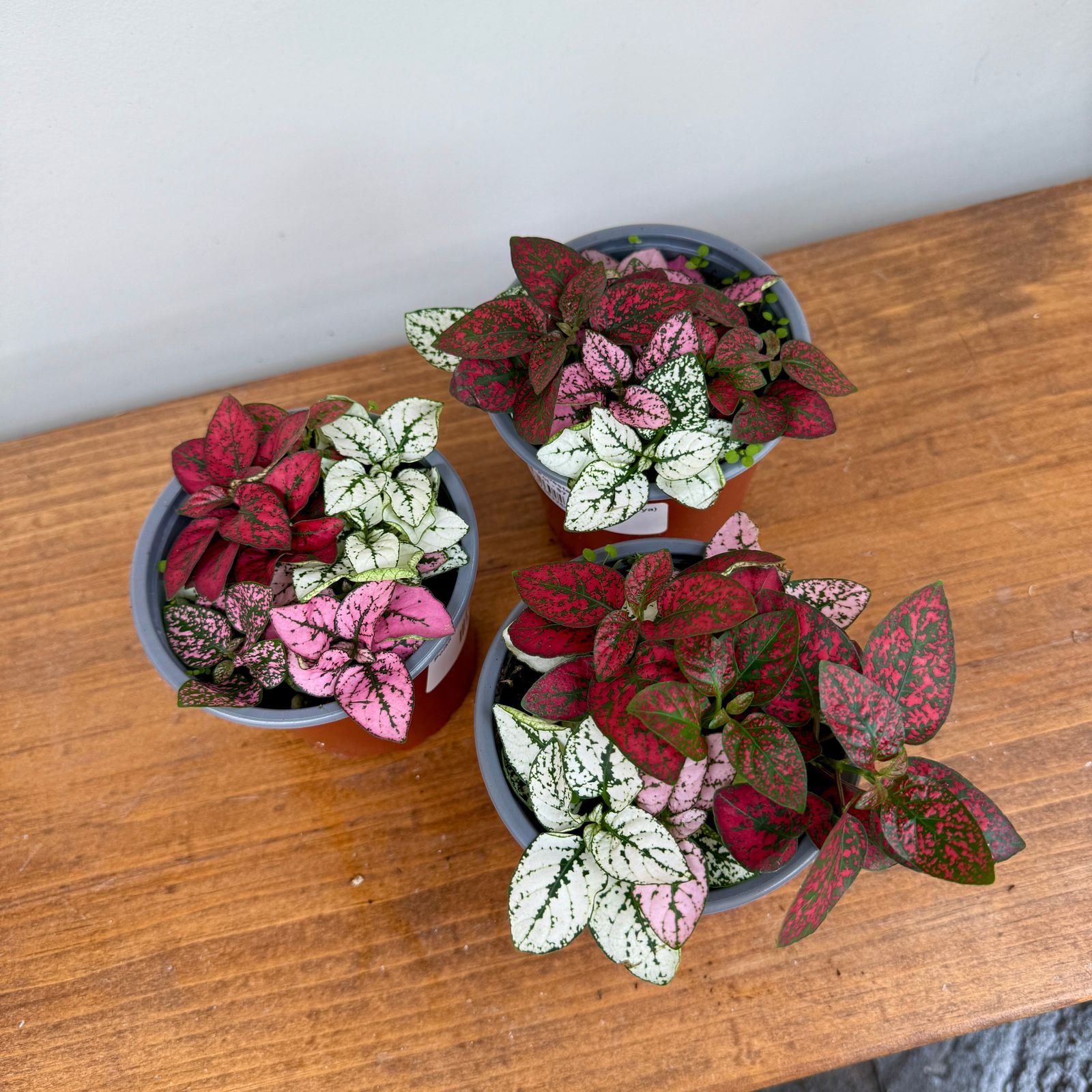 Polka Dot Plant - Assorted (Hypoestes phyllostachya - Assorted) - 4" Pot