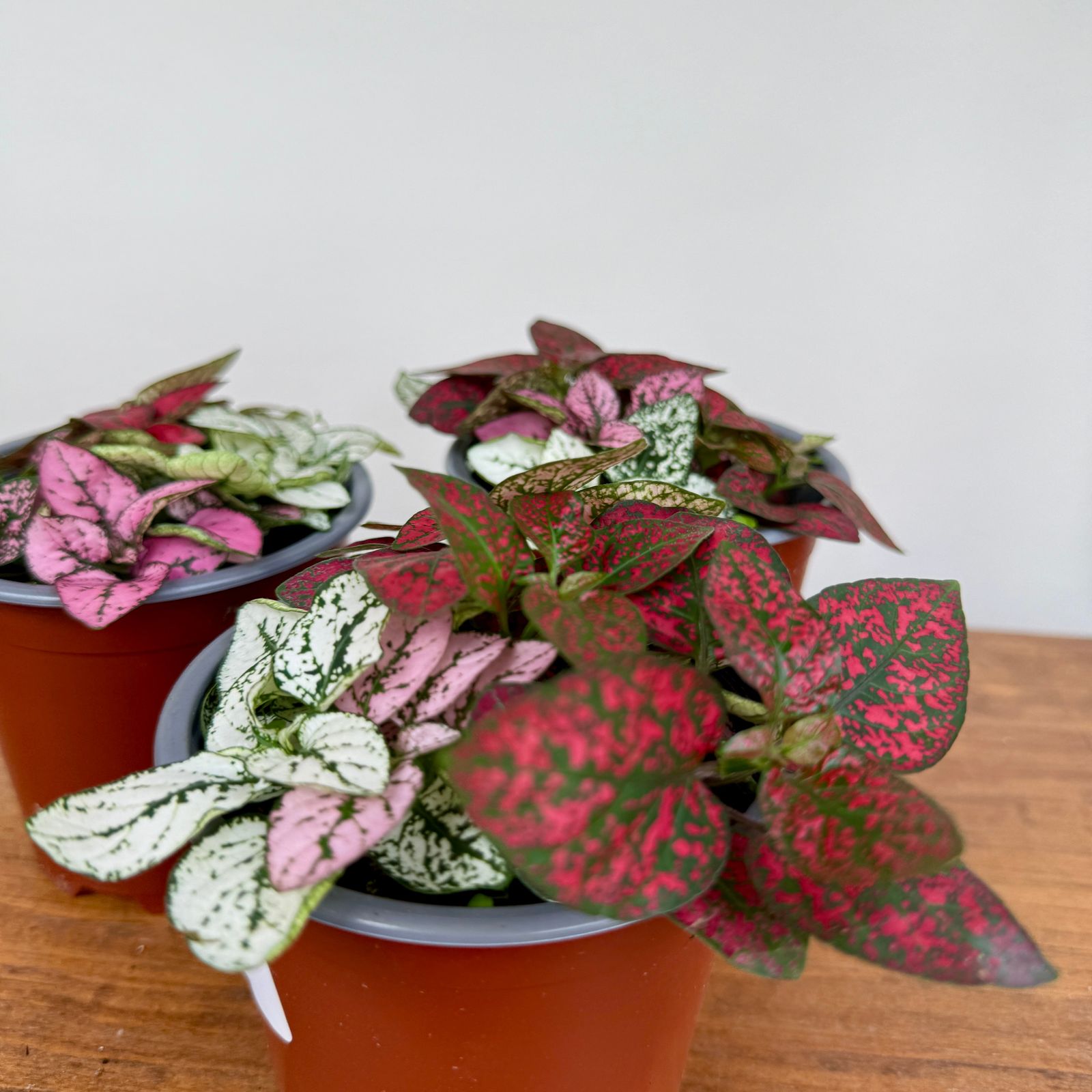 Polka Dot Plant - Assorted (Hypoestes phyllostachya - Assorted) - 4" Pot
