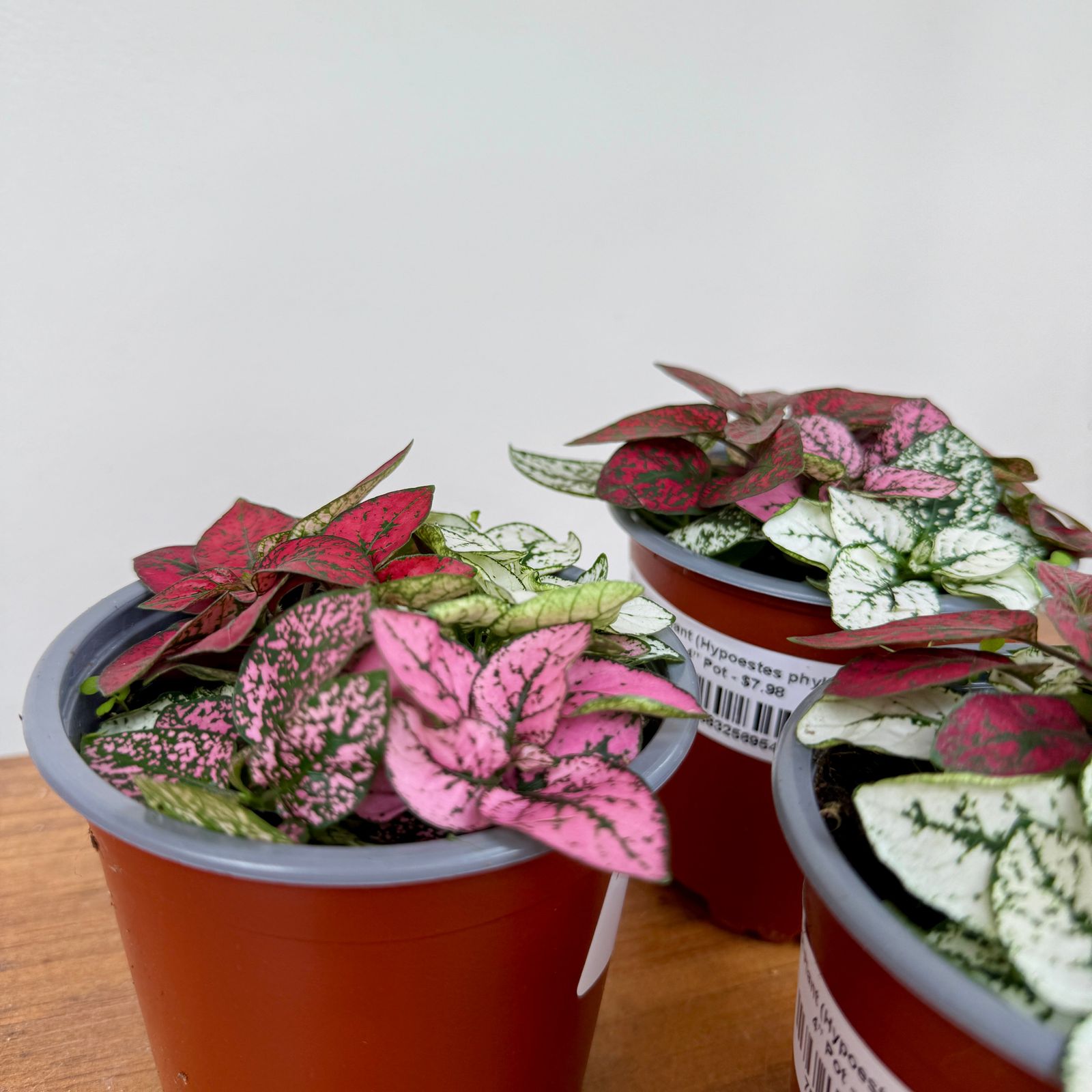 Polka Dot Plant - Assorted (Hypoestes phyllostachya - Assorted) - 4" Pot
