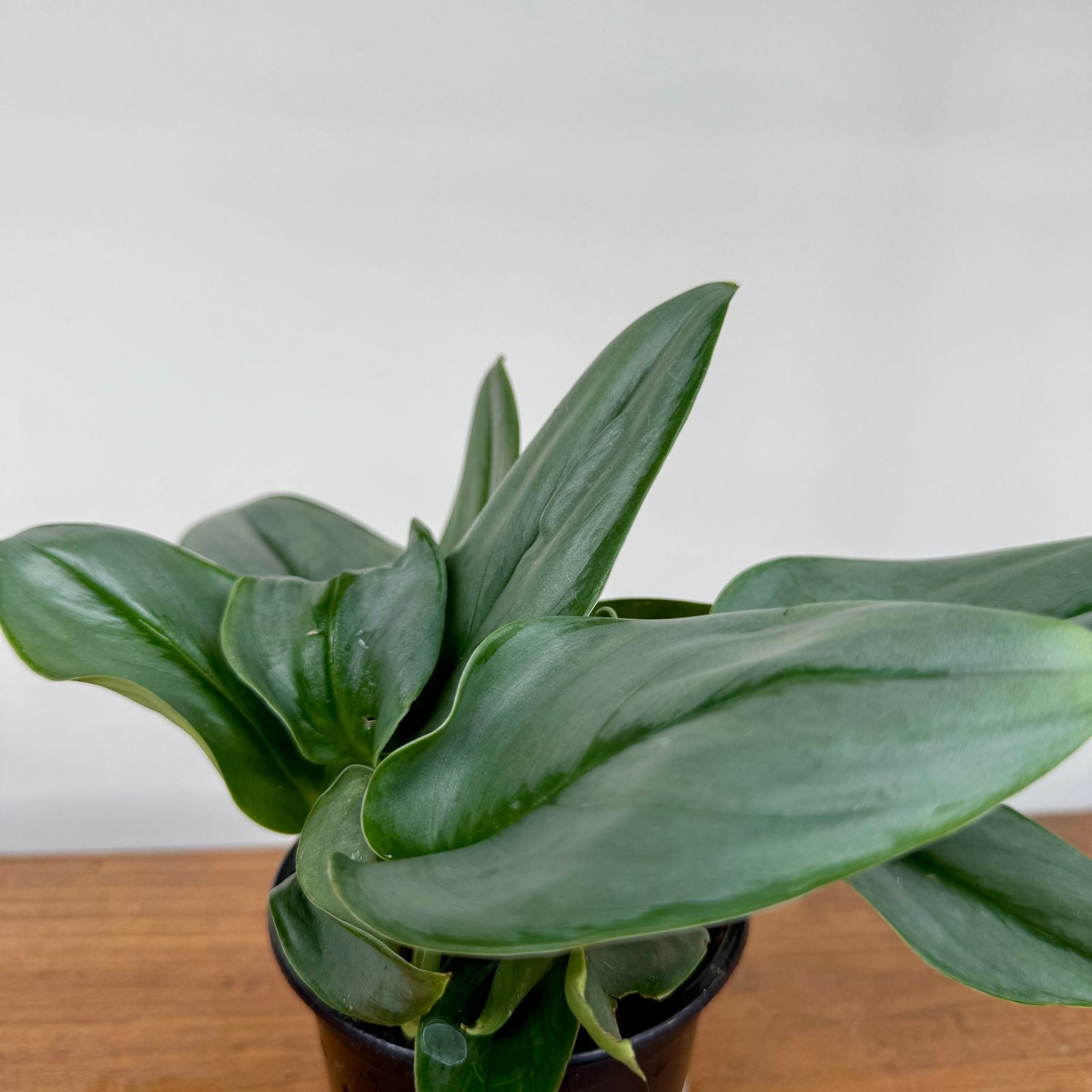 Sterling Silver Pothos (Scindapsus treubii 'Moonlight') - 4" Pot