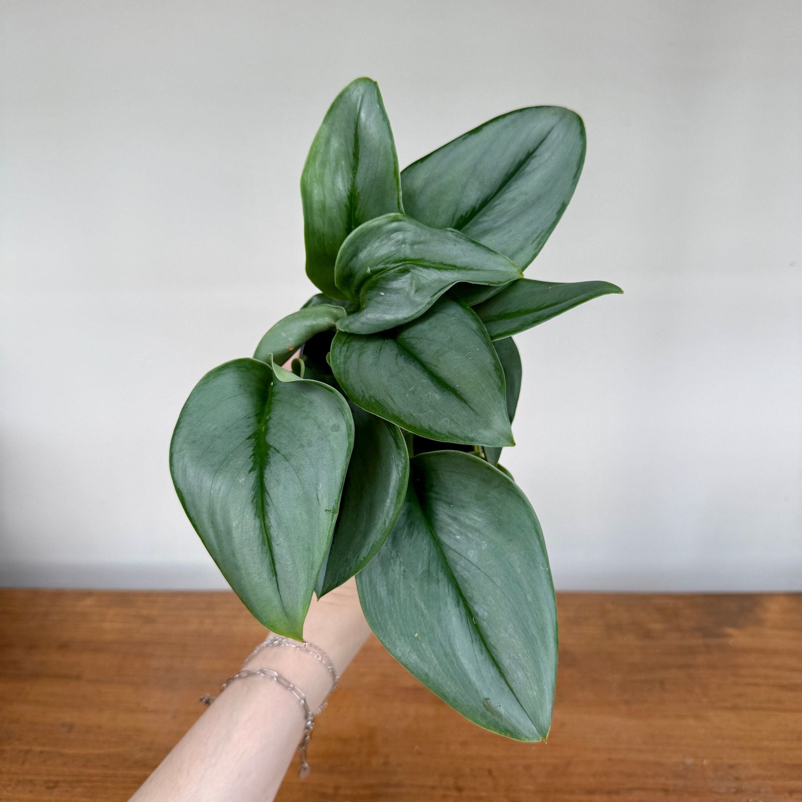 Sterling Silver Pothos (Scindapsus treubii 'Moonlight') - 4" Pot