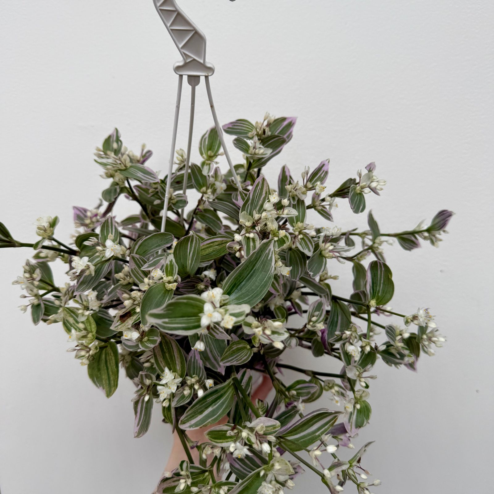 Feeling Flirty Plant (Tradescantia fluminensis) - 6" HB