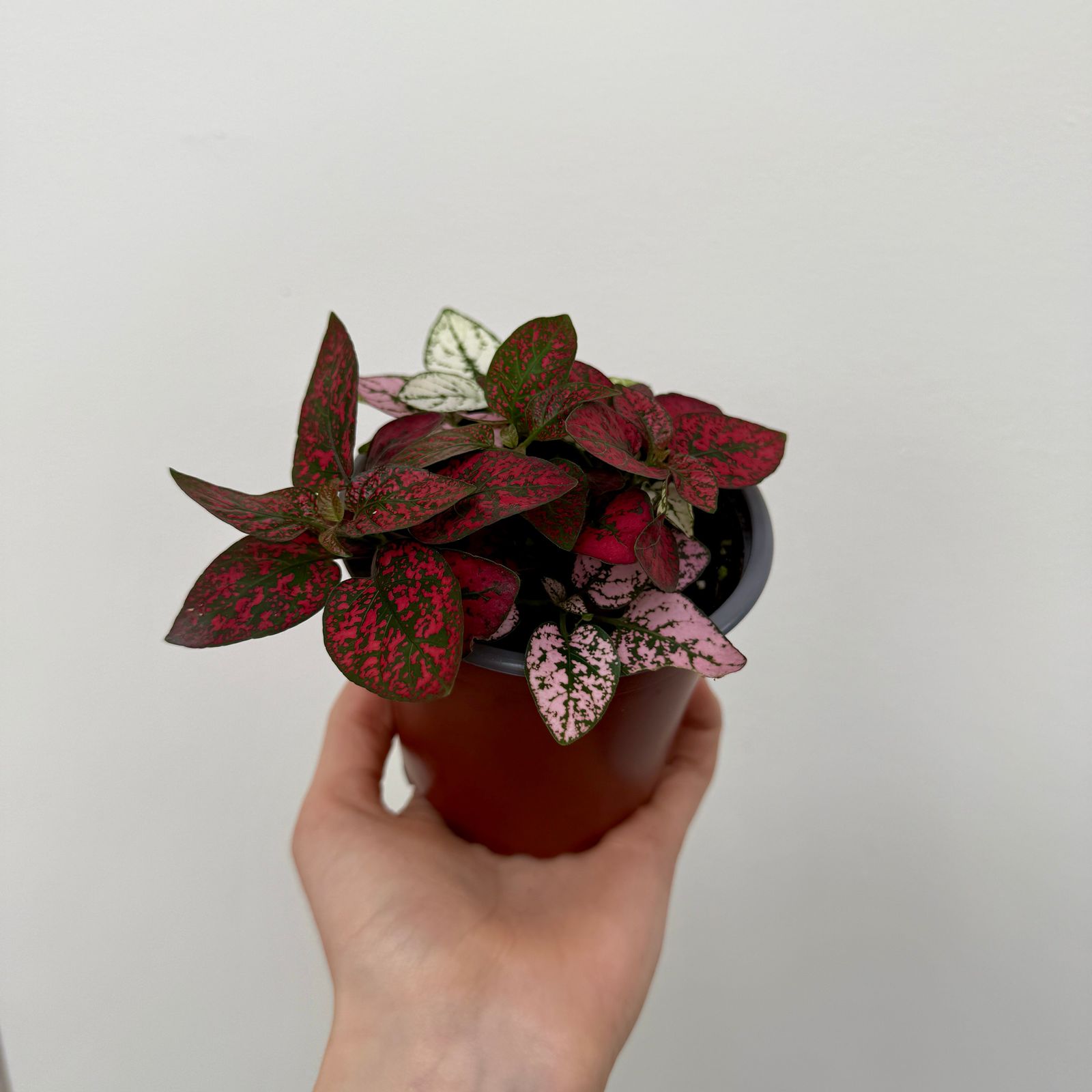 Polka Dot Plant - Assorted (Hypoestes phyllostachya - Assorted) - 4" Pot