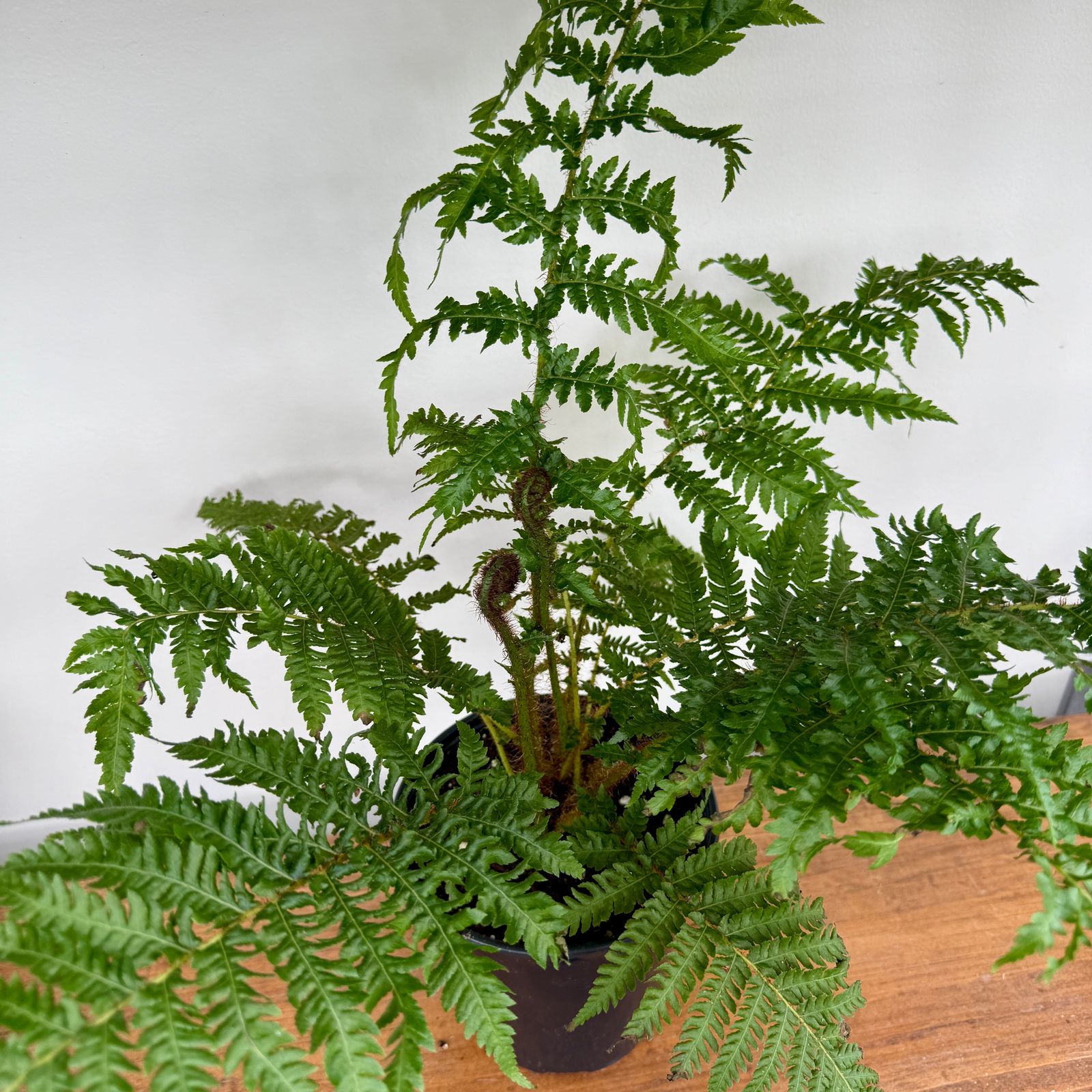 Australian Tree Fern (Cyathea cooperi) - 6" Pot